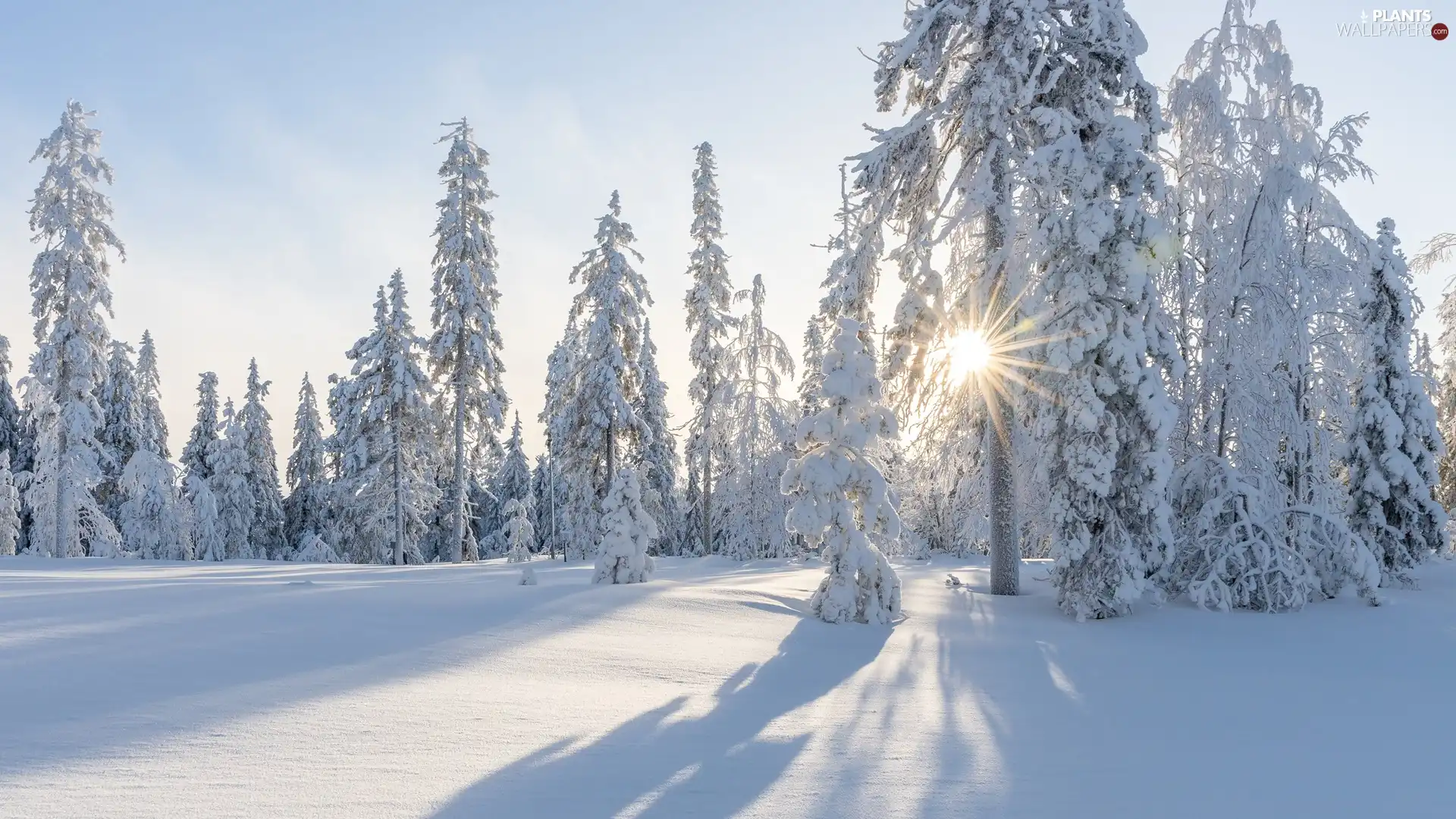 Snowy, snowy, viewes, forest, winter, trees, rays of the Sun