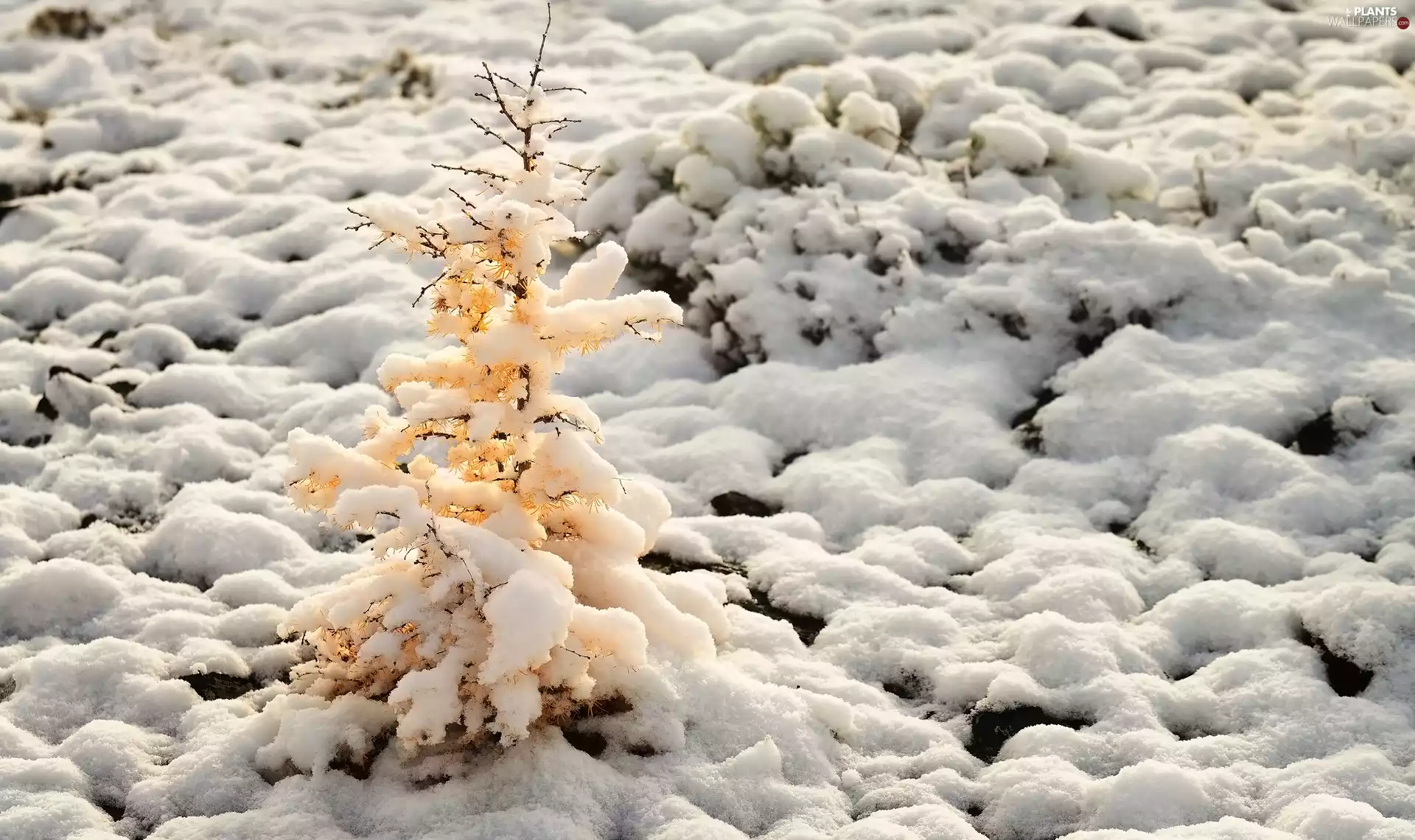 winter, Snowy, trees, little doggies