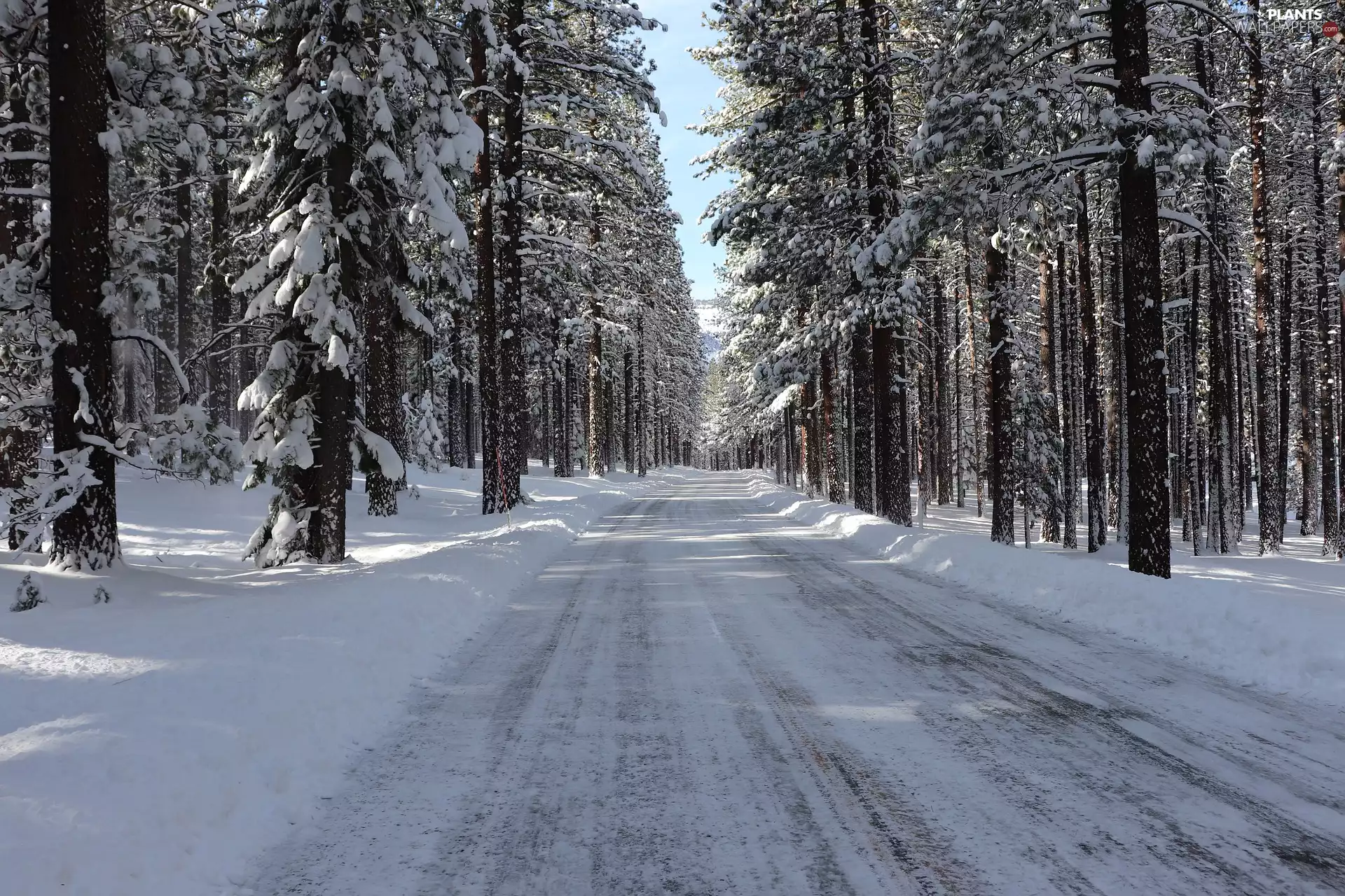 Way, forest, trees, snowy, winter, snow, viewes