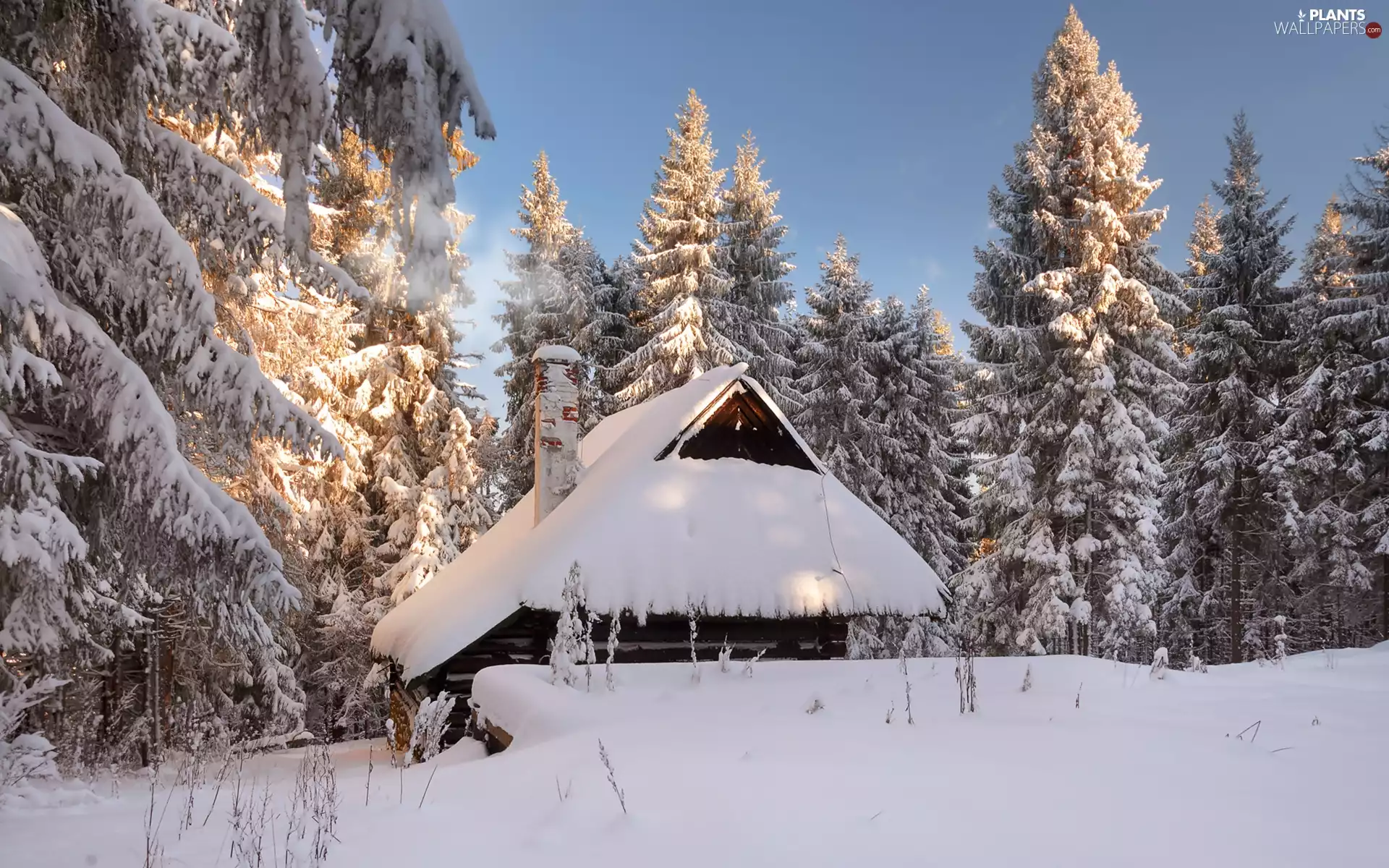 house, forest, trees, snowy, winter, Snowy, viewes