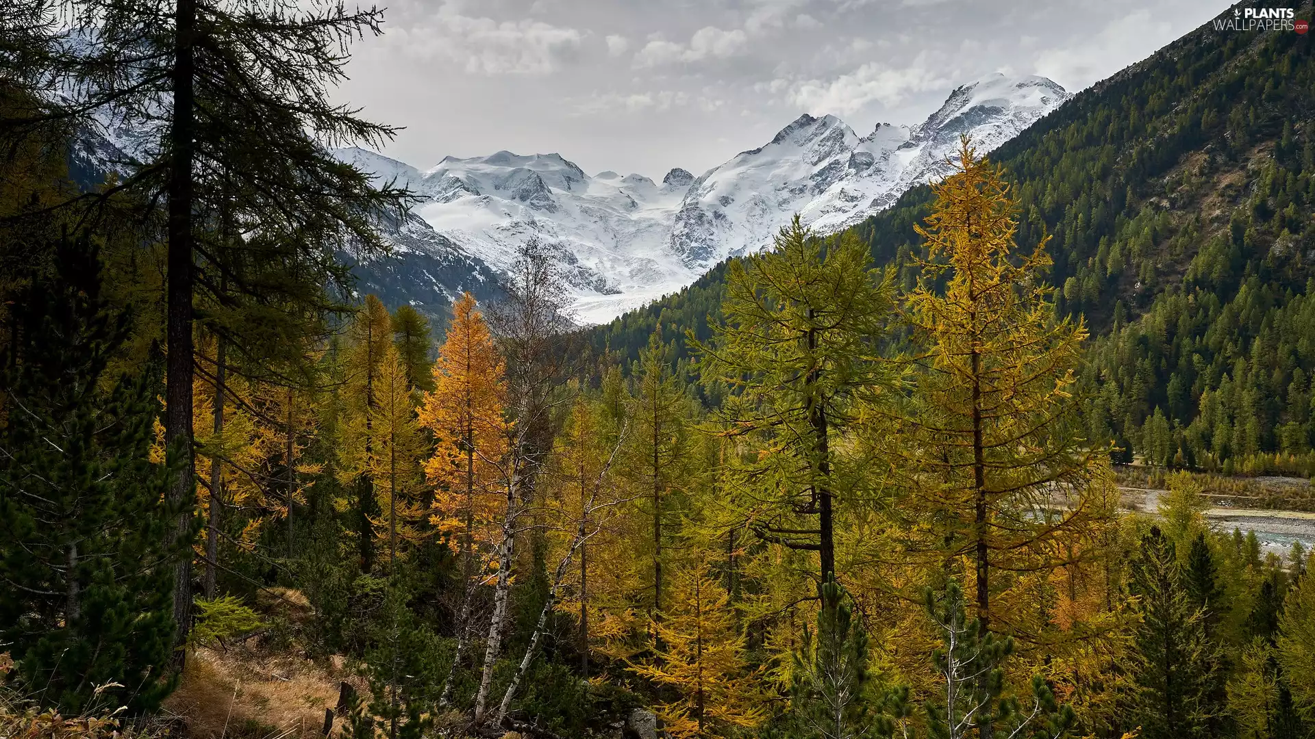 peaks, Mountains, viewes, Snowy, autumn, trees, forest