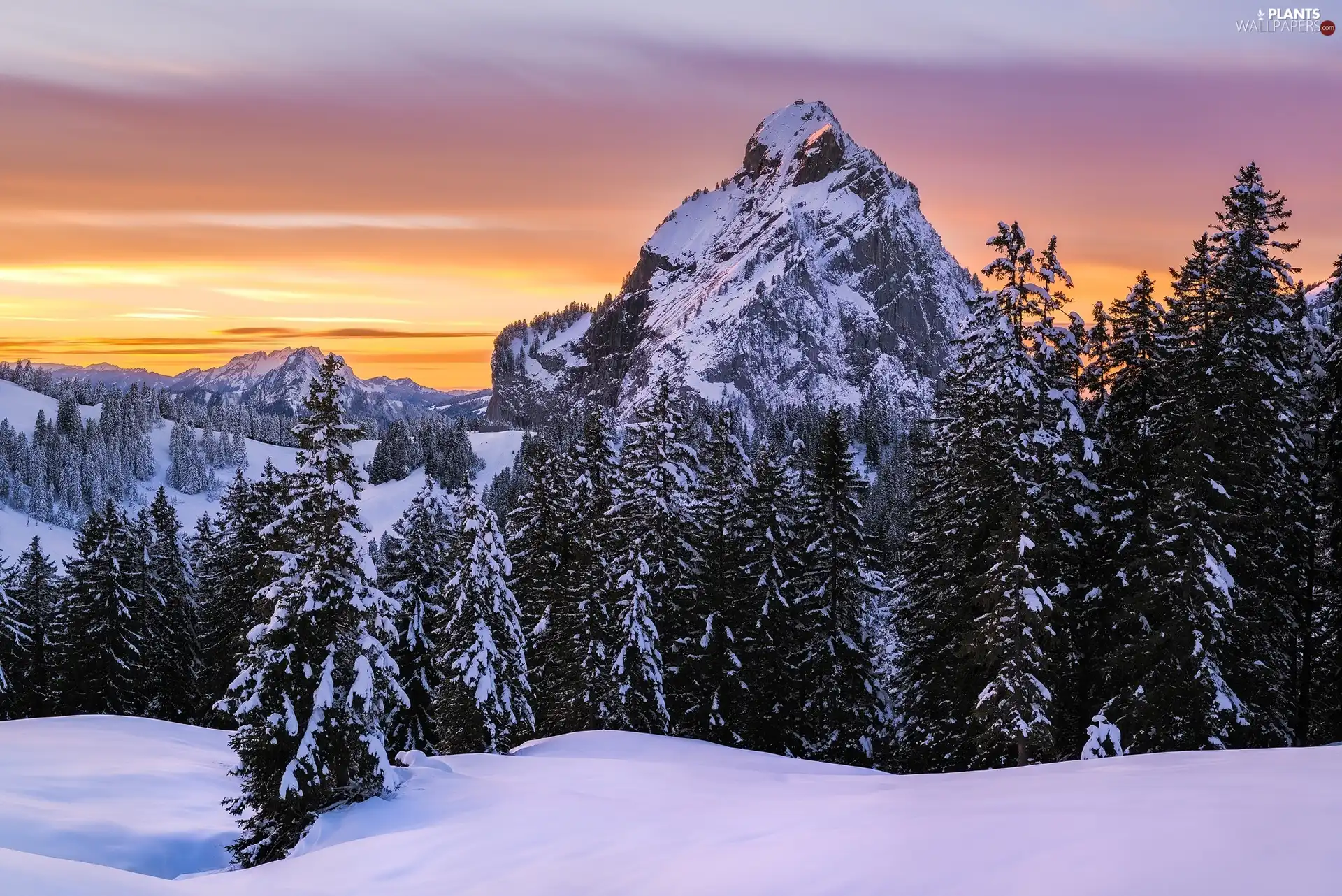 forest, Sunrise, trees, Mountains, winter, Snowy, viewes