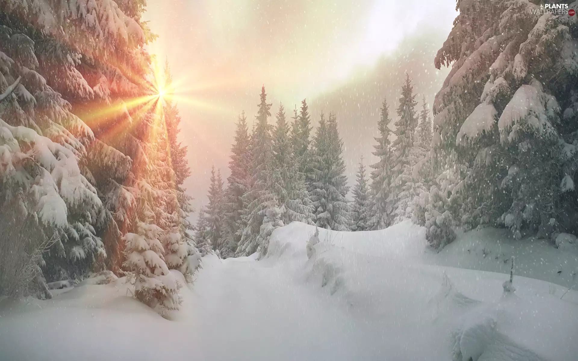 forest, rays of the Sun, Spruces, Snowy, viewes, snow, winter, trees