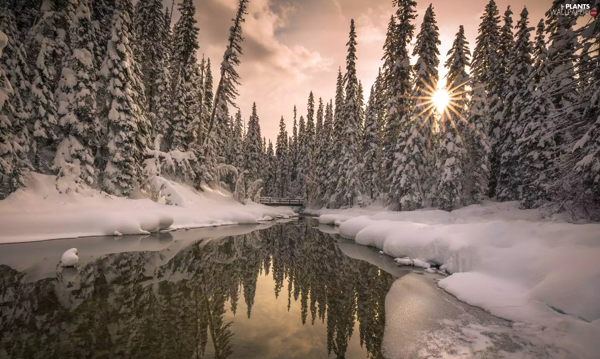 bridge, forest, rays of the Sun, Snowy, viewes, River, winter, trees