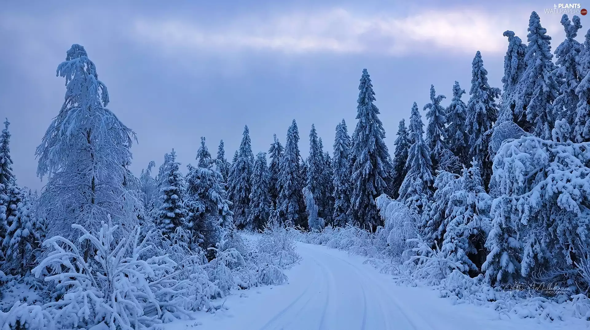 forest, snow, viewes, snowy, winter, trees, Way