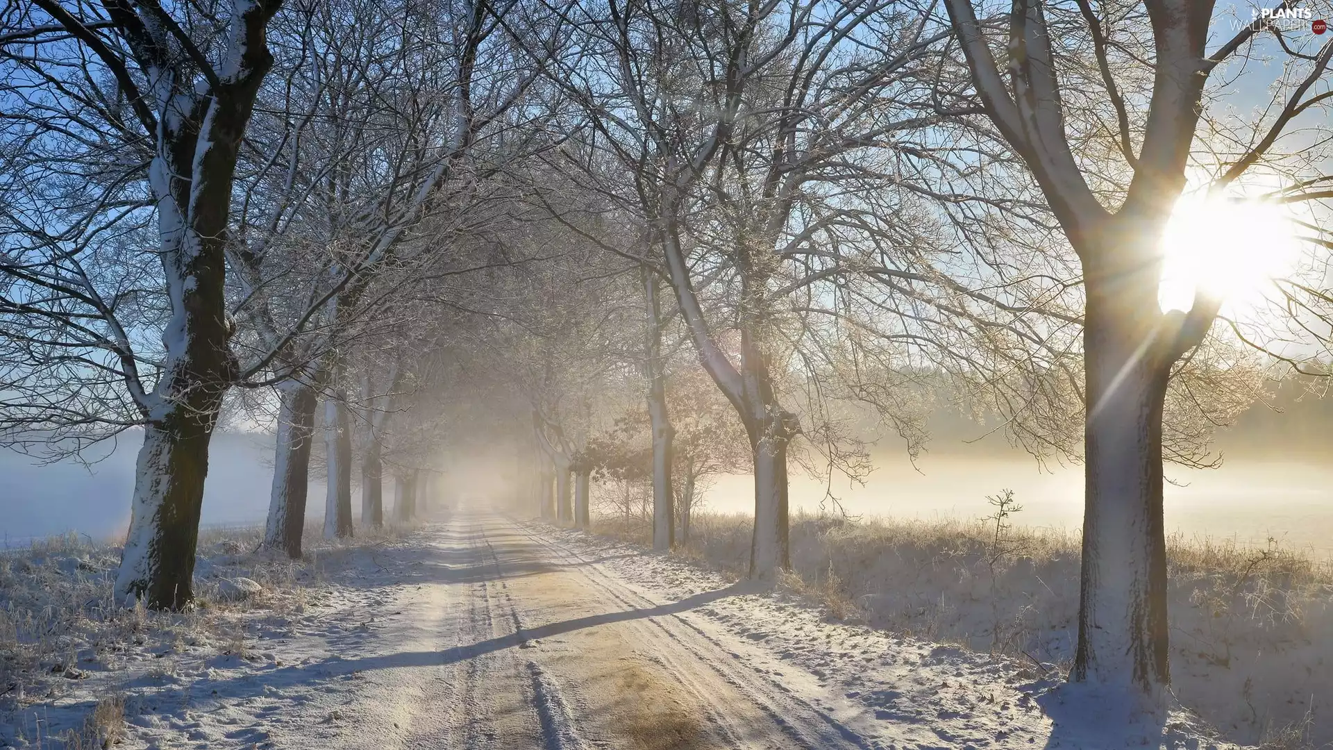 Fog, sun, viewes, Way, trees, morning, winter, Snowy