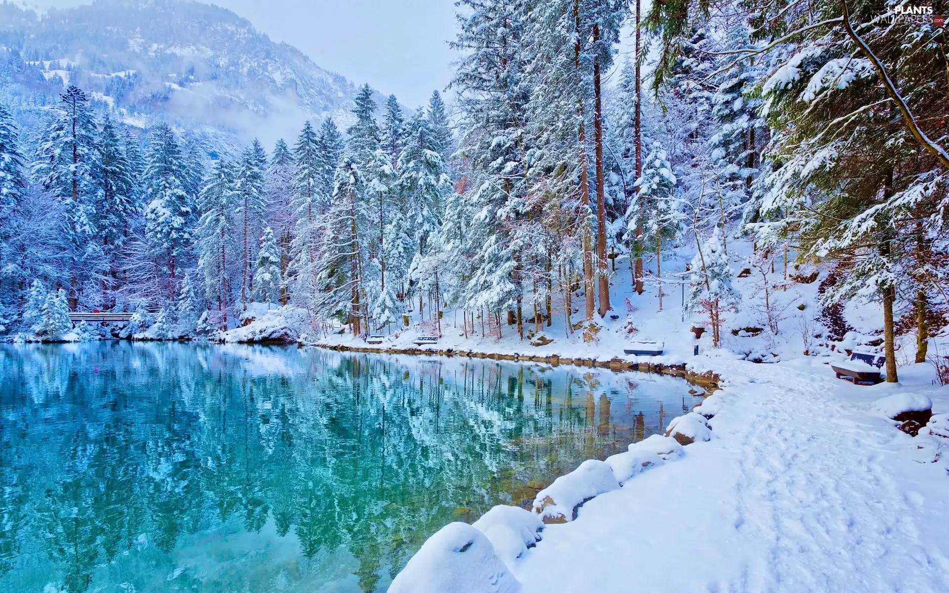winter, Switzerland, viewes, Snowy, trees, Blausee Lake