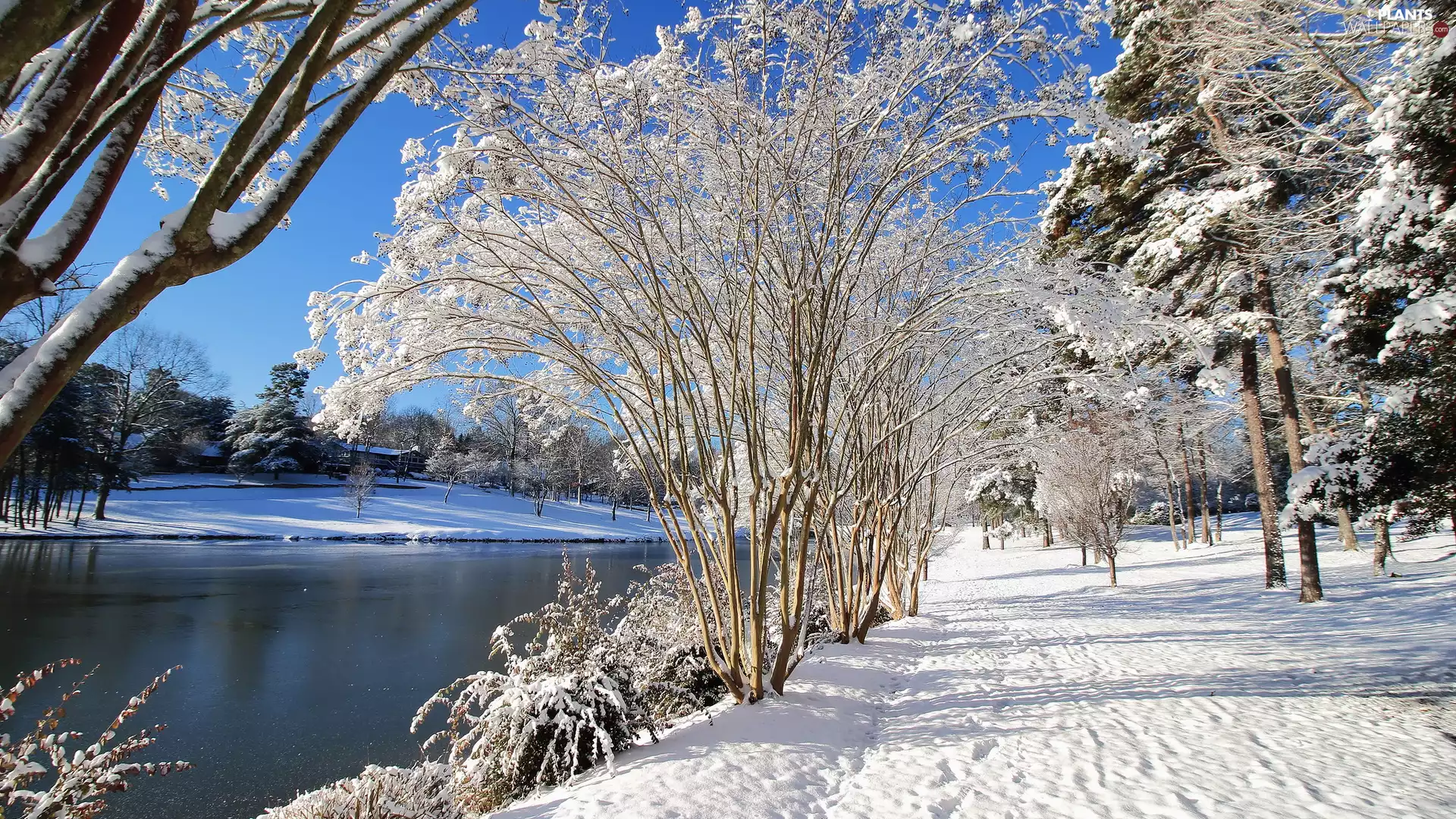 trees, snow, Way, Snowy, winter, viewes, River