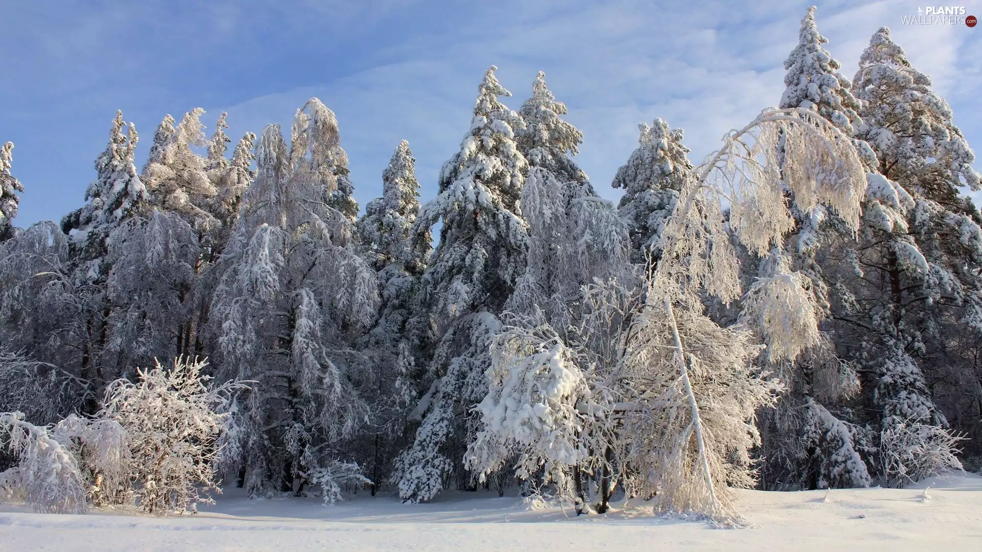 winter, Spruces, forest, Snowy