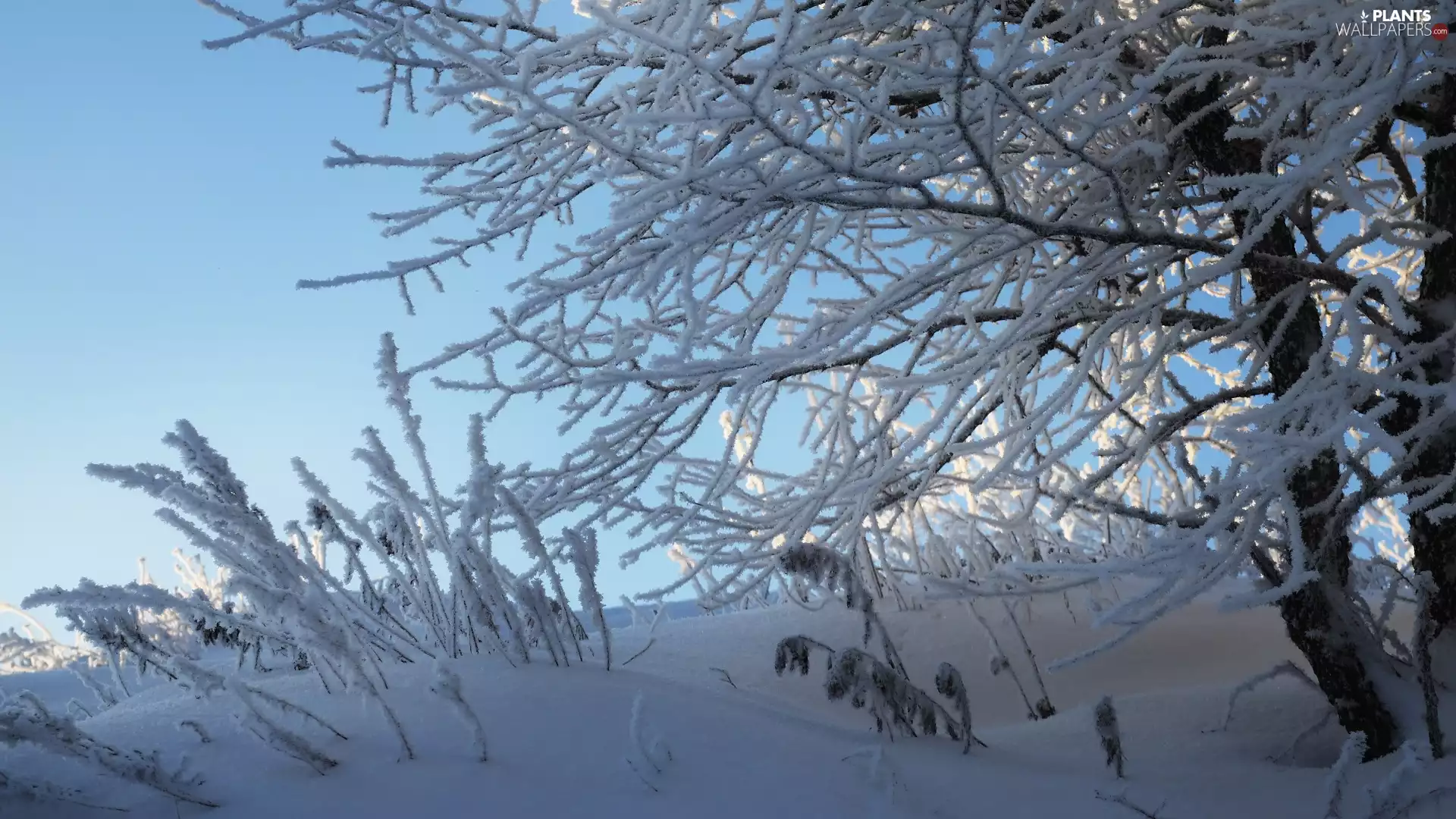 winter, trees, grass, Snowy