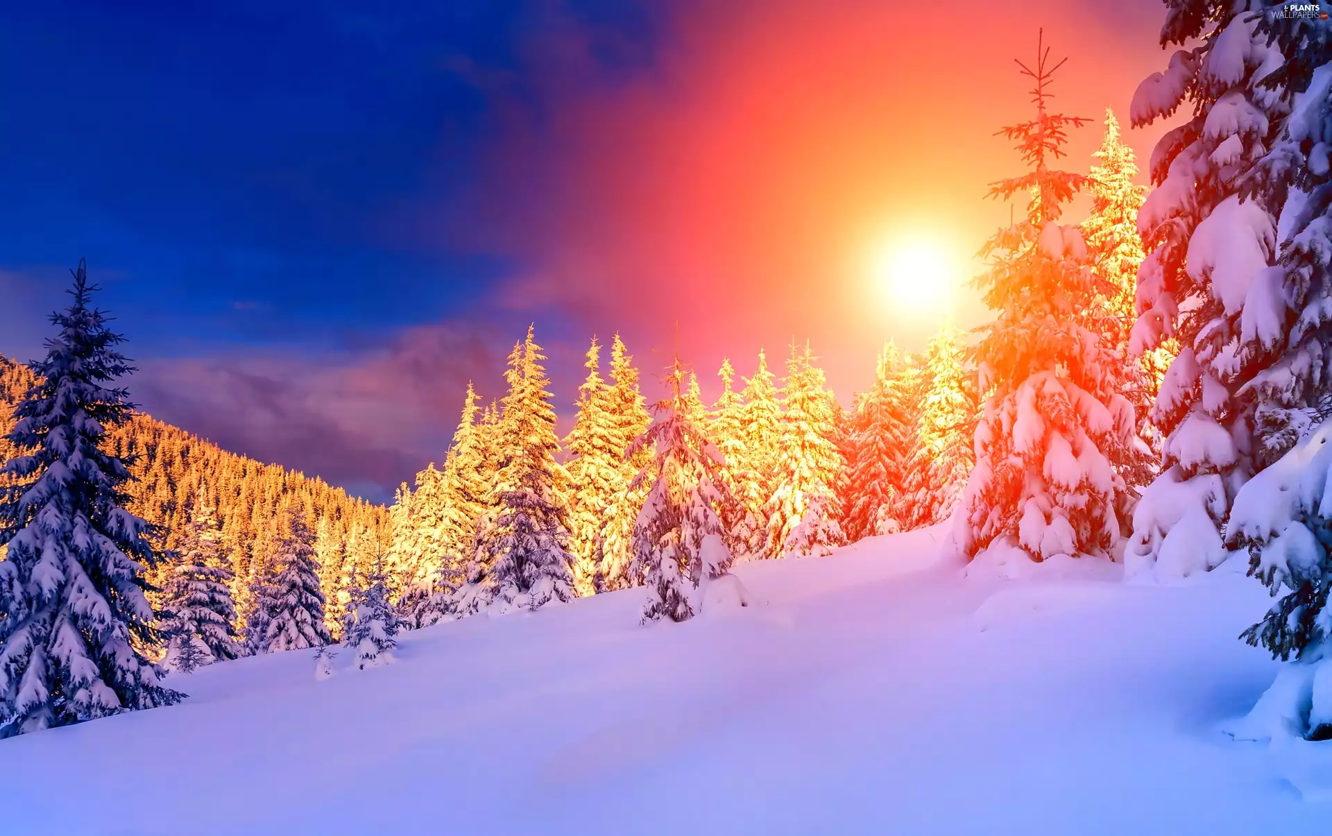 Great Sunsets, snow, Snowy, Spruces, winter