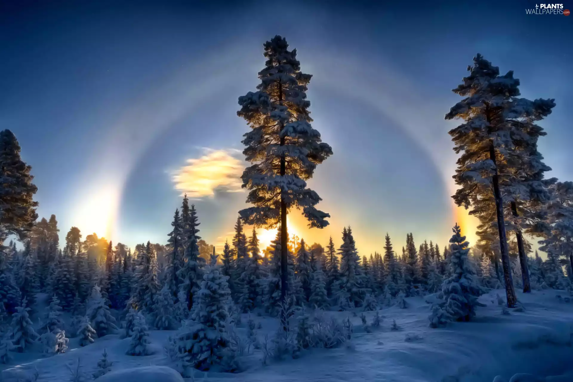 The setting, sun, Snowy, Spruces, winter