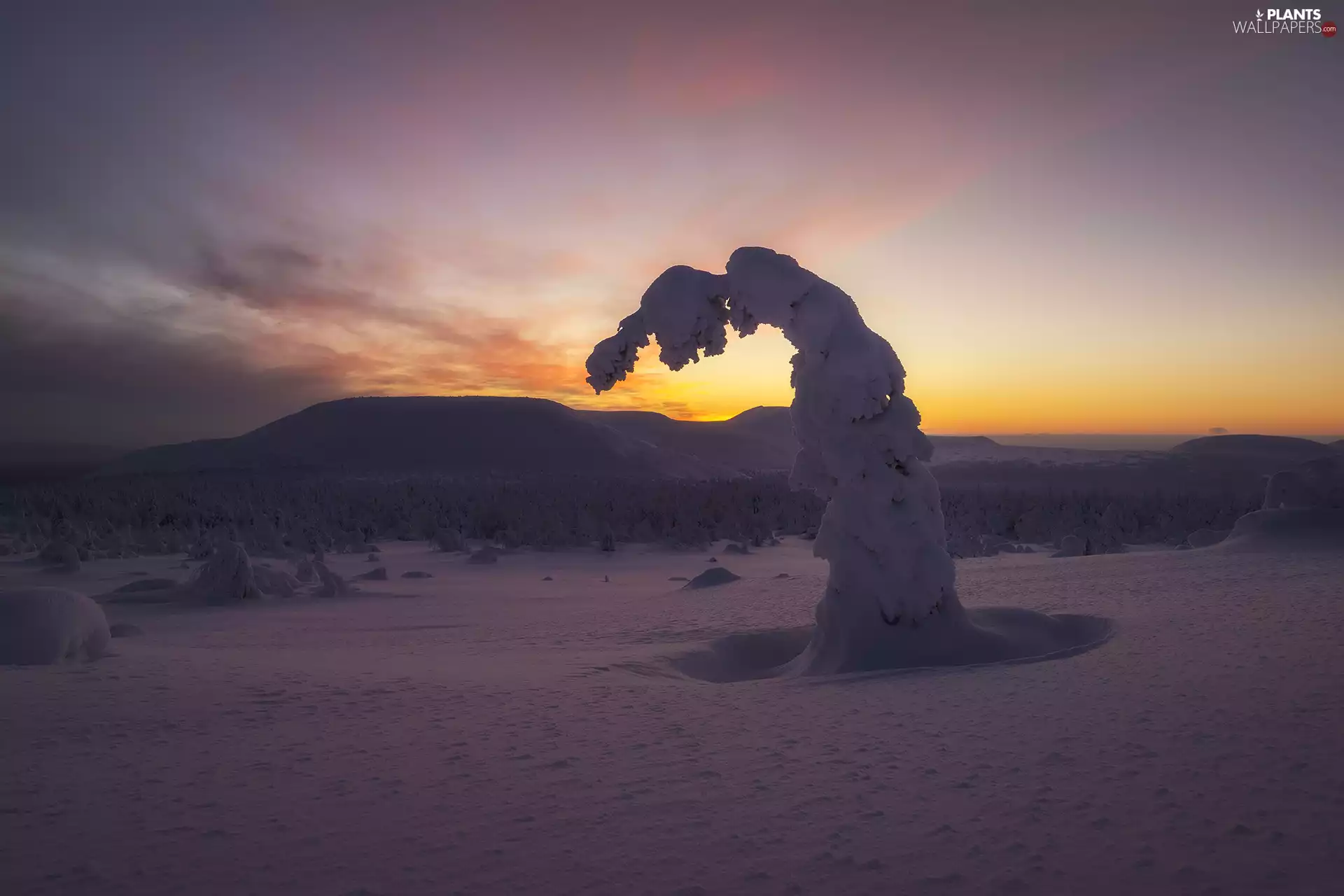 Mountains, Great Sunsets, Snowy, trees, winter