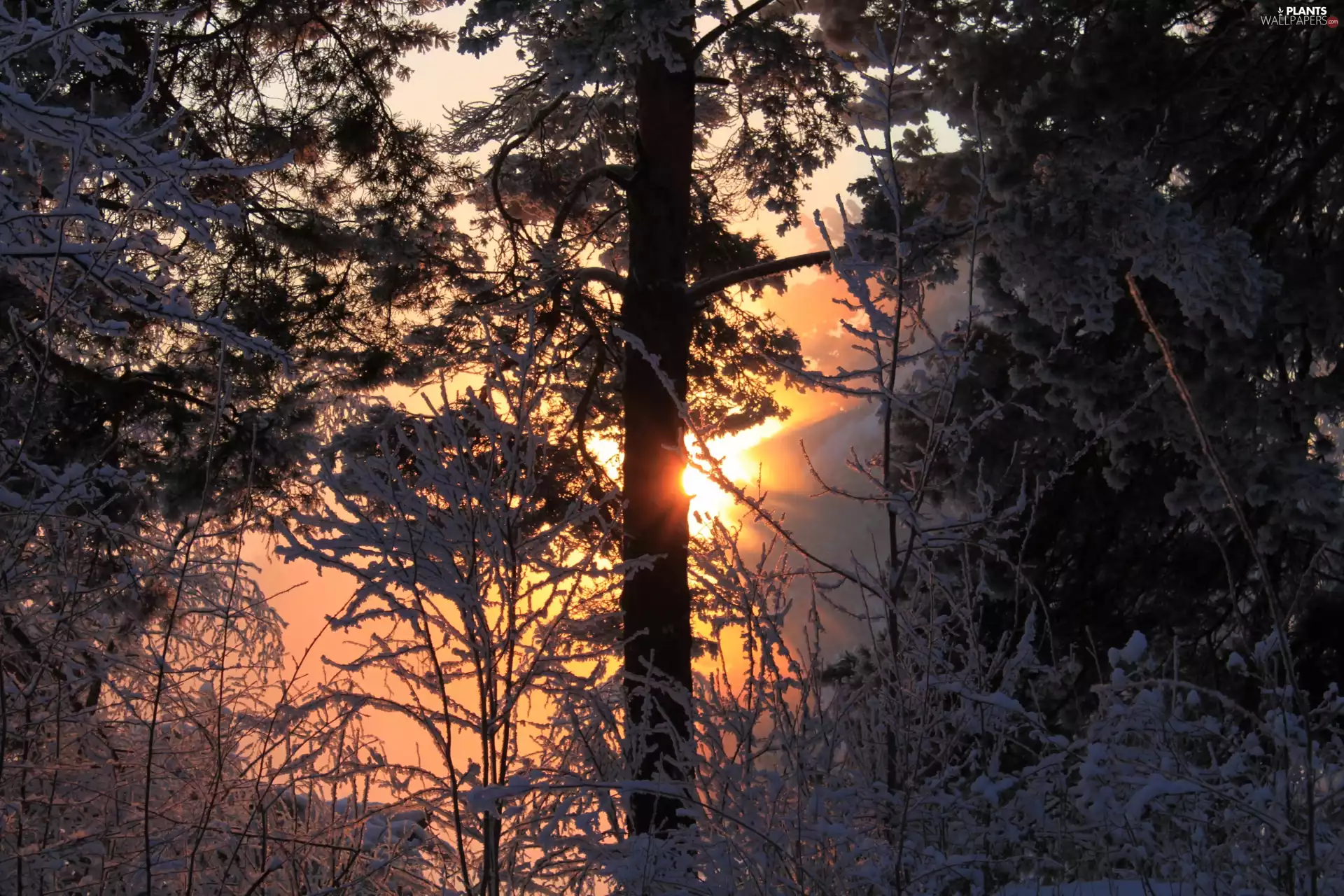 viewes, Great Sunsets, Snowy, trees, winter