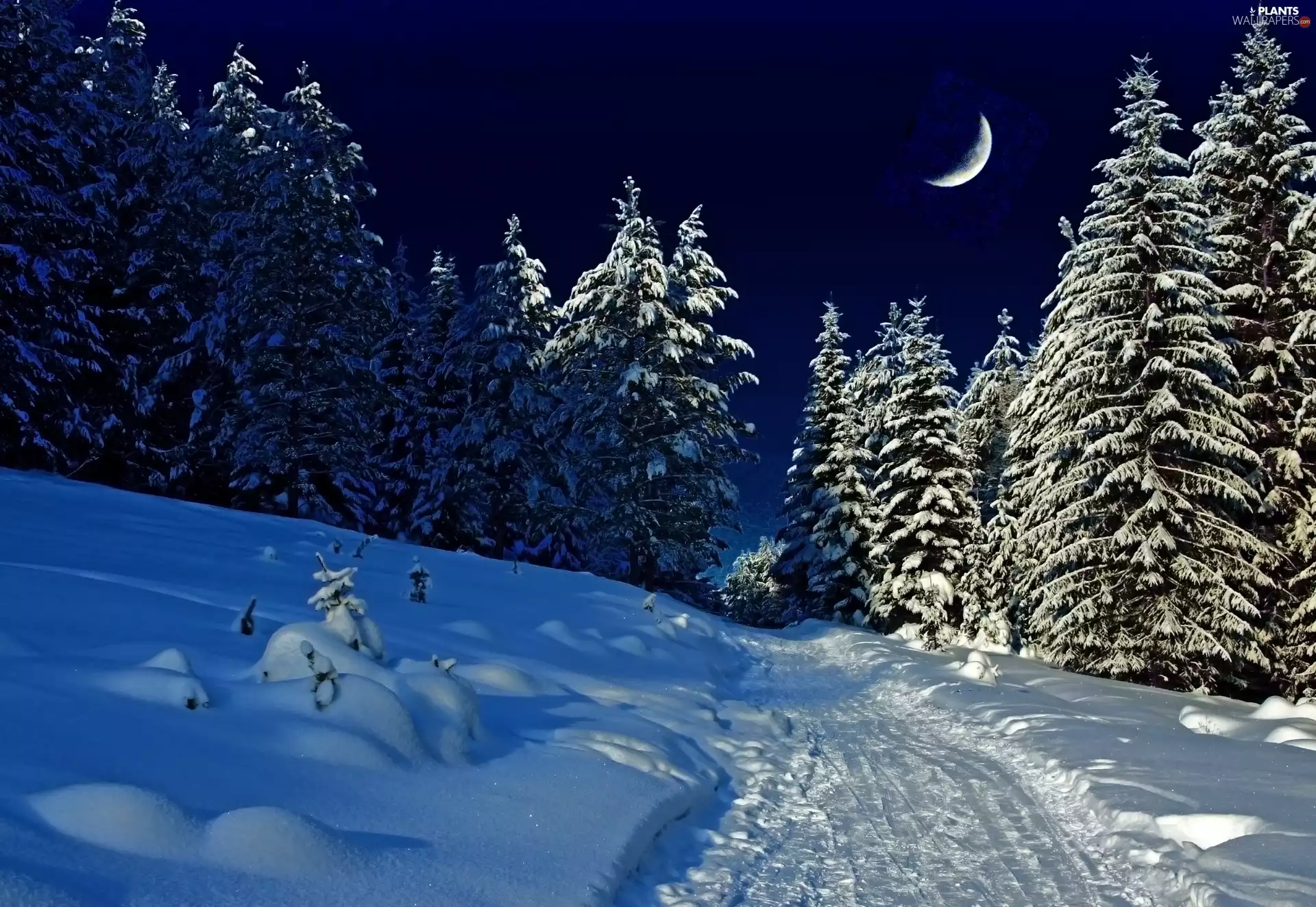 winter, trees, viewes, Snowy