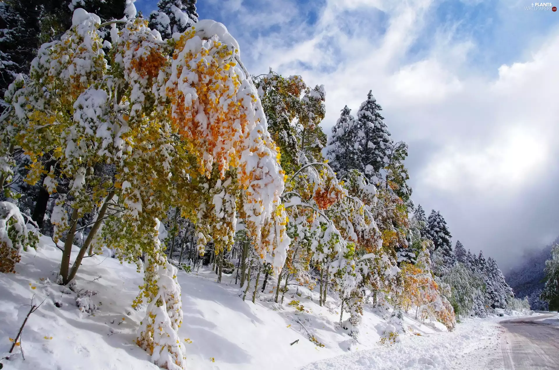 winter, trees, viewes, Snowy