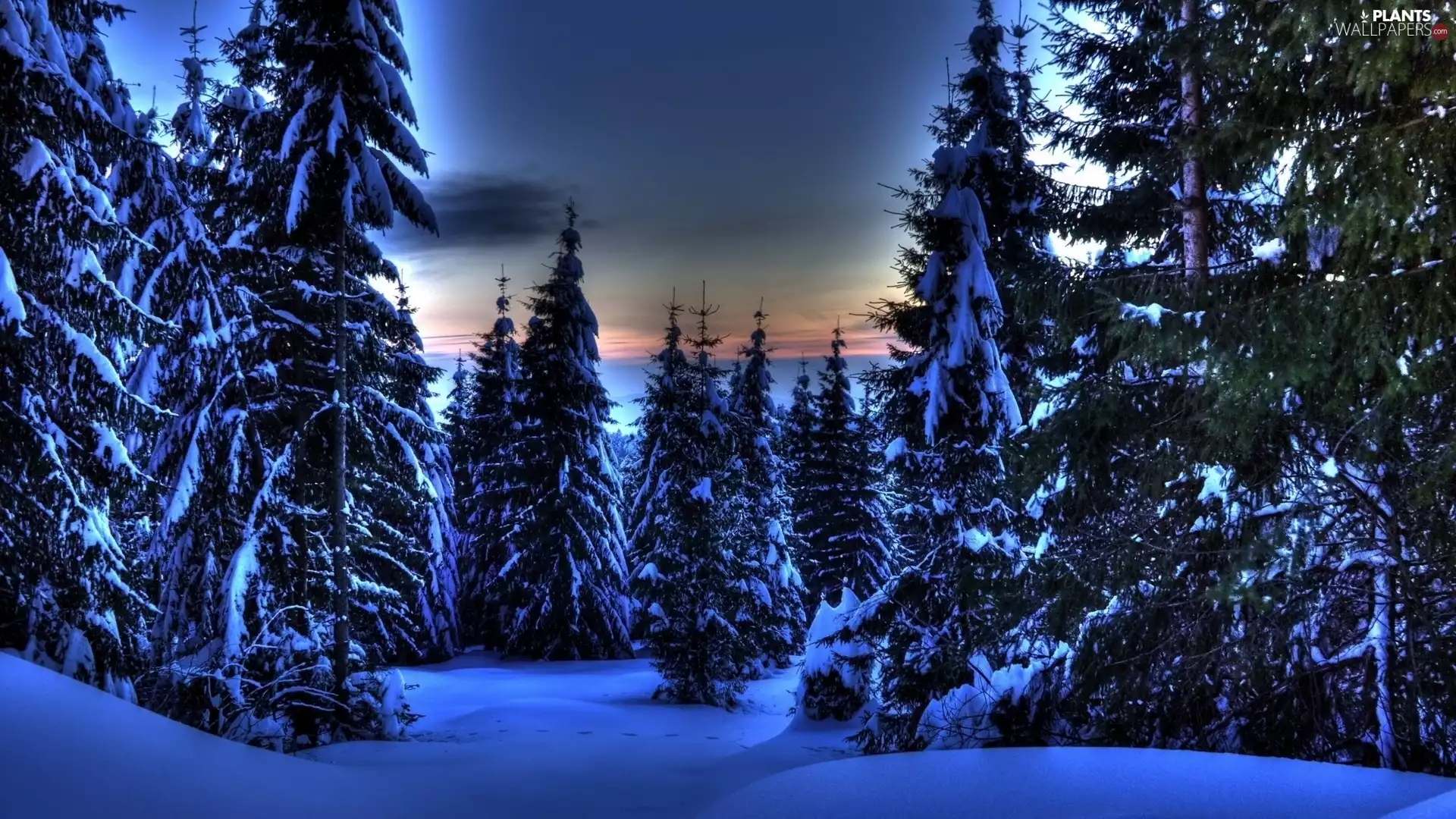 winter, trees, viewes, Snowy