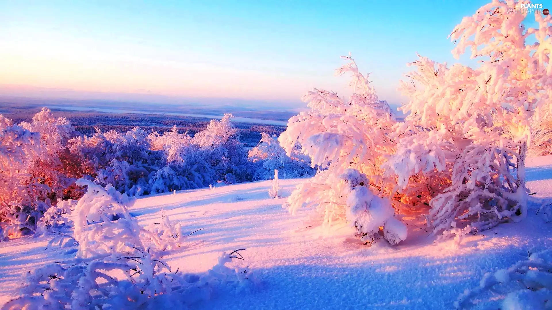 winter, trees, viewes, Snowy