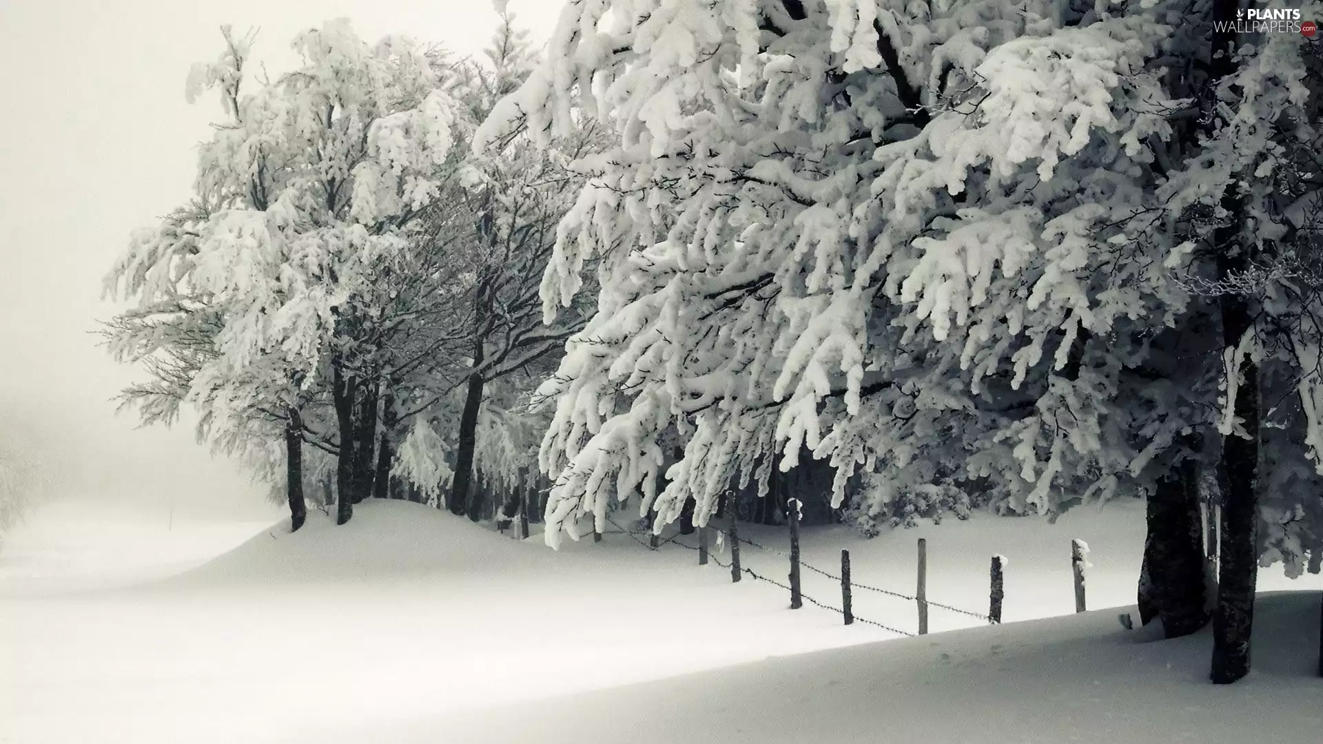 winter, trees, viewes, Snowy