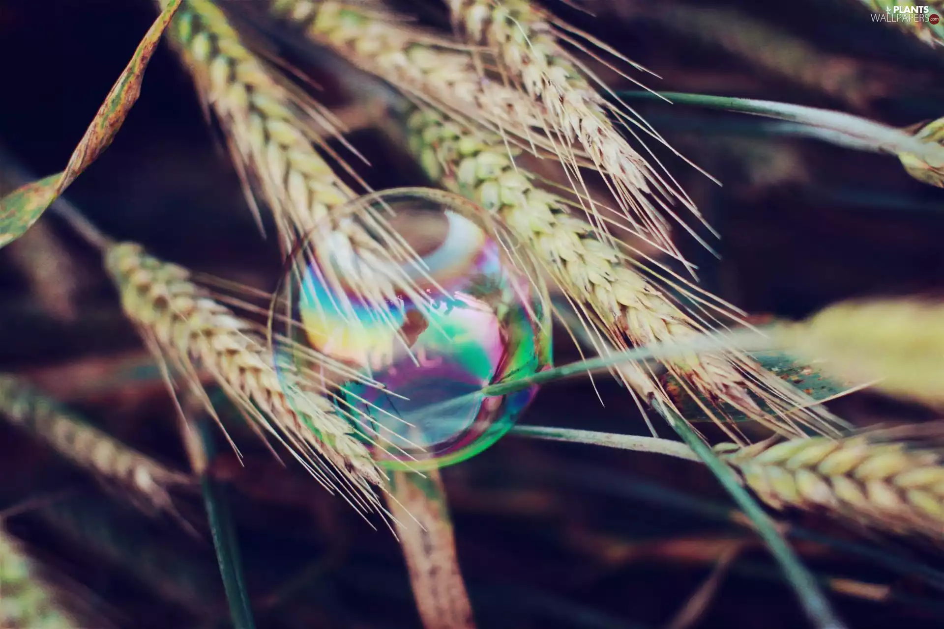 bubble, Ears, corn, soap
