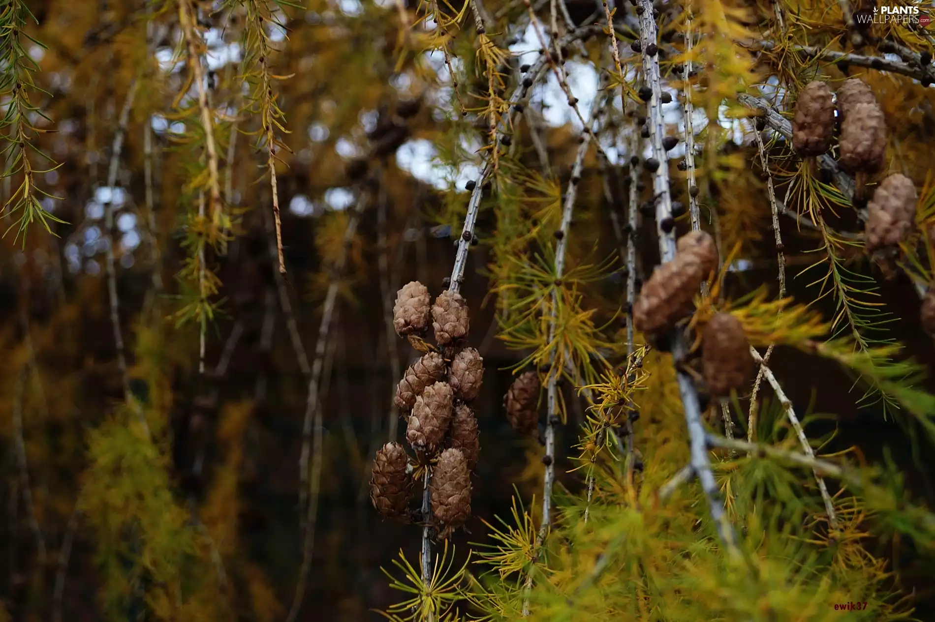 autumn, trees, cones, Softwood