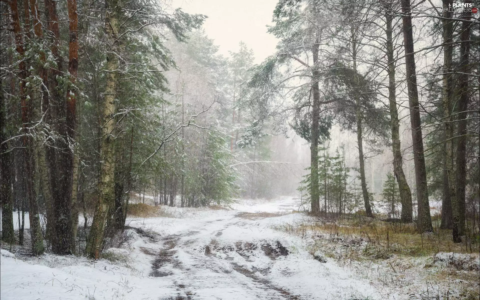 viewes, Softwood, forest, trees, winter