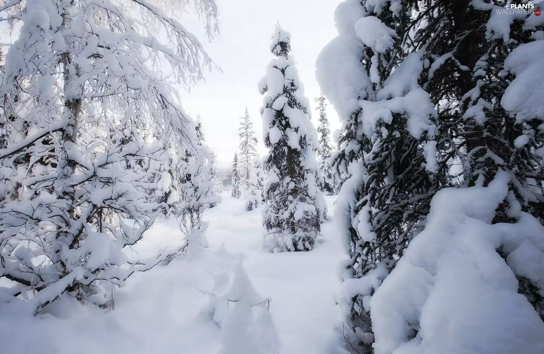 viewes, Softwood, snow, trees, winter