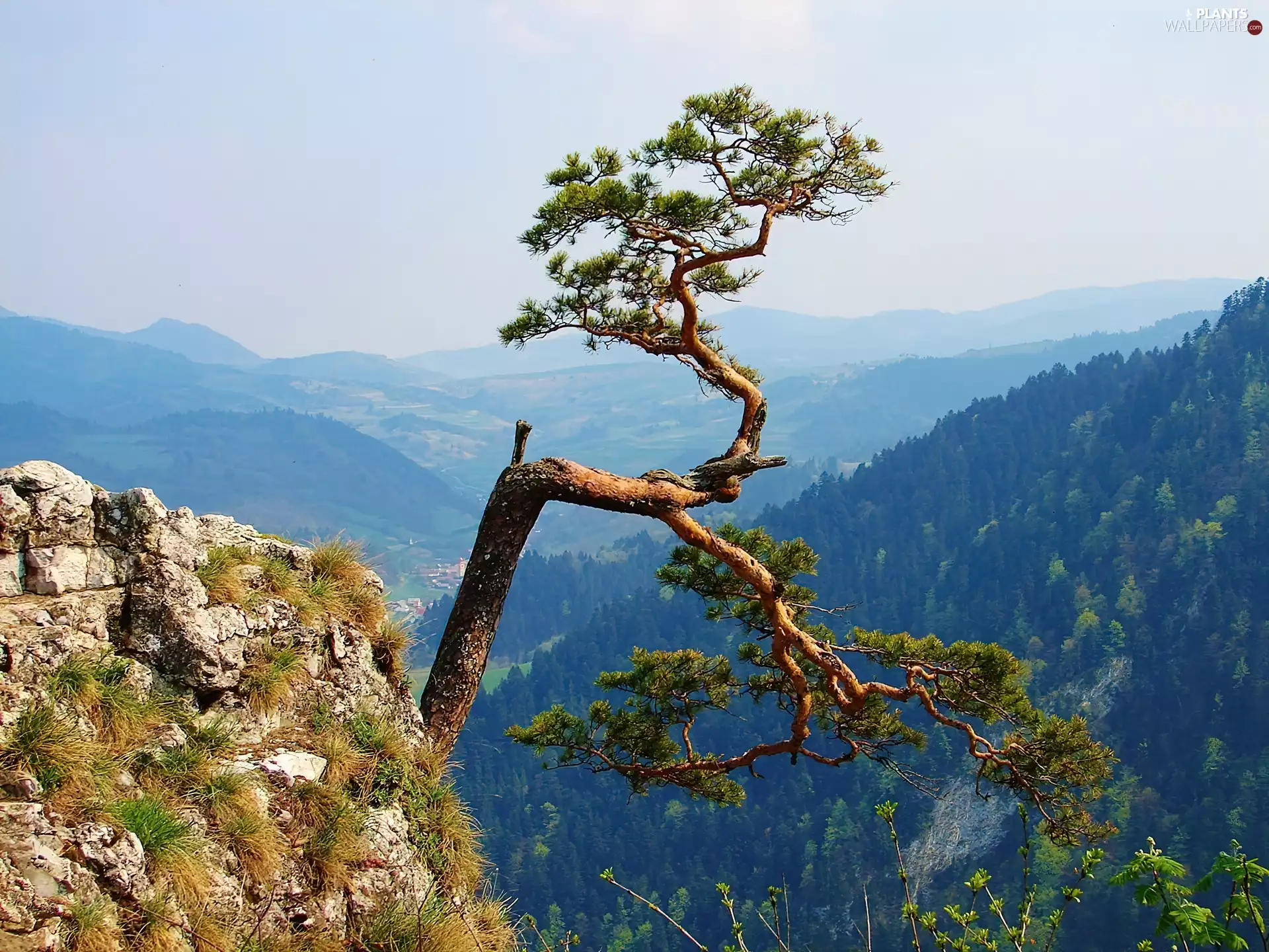 Pieniny, Sokolica, Mountains, View, pine