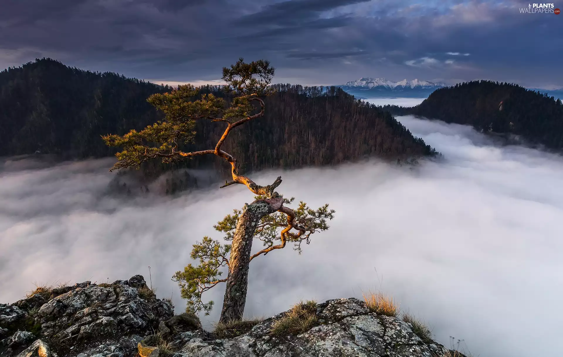 mount, Sunrise, rocks, Sokolica, trees, Poland, Pieniny National Park, Pieniny, Mountains, Fog, pine