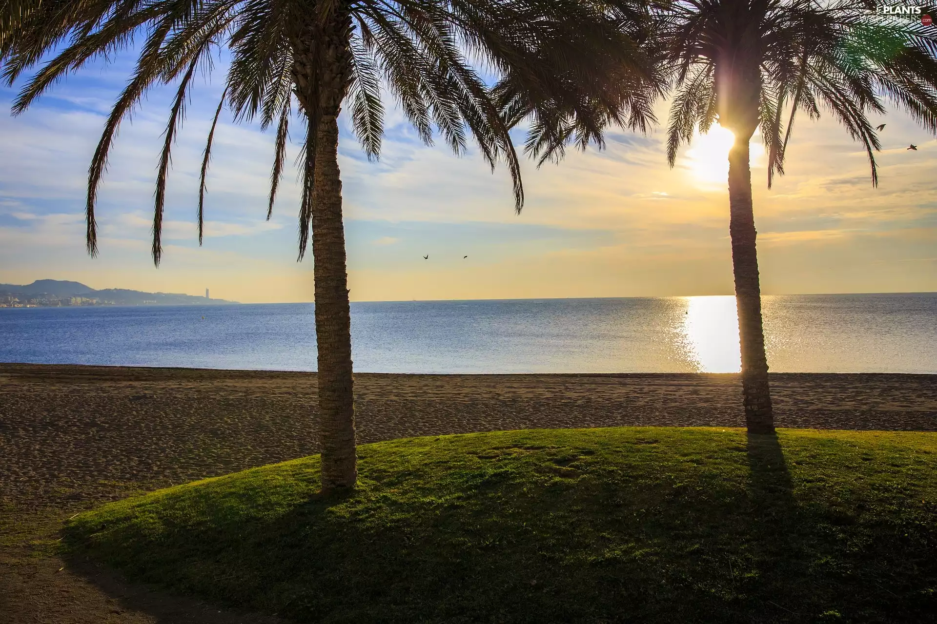 Sunrise, Palms, Beaches, Mediterranean, Costa Del Sol, Spain, Region, touristic, Malaga