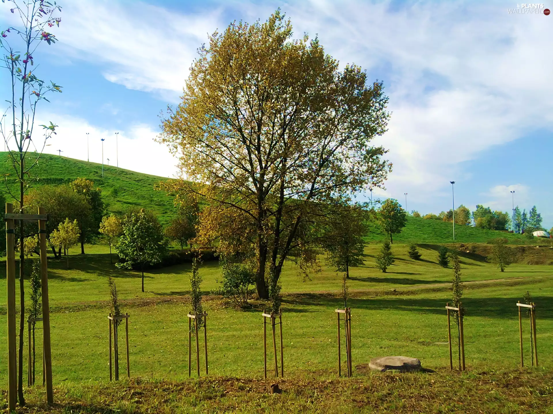 grass, Sosonowiec, trees, viewes, Park