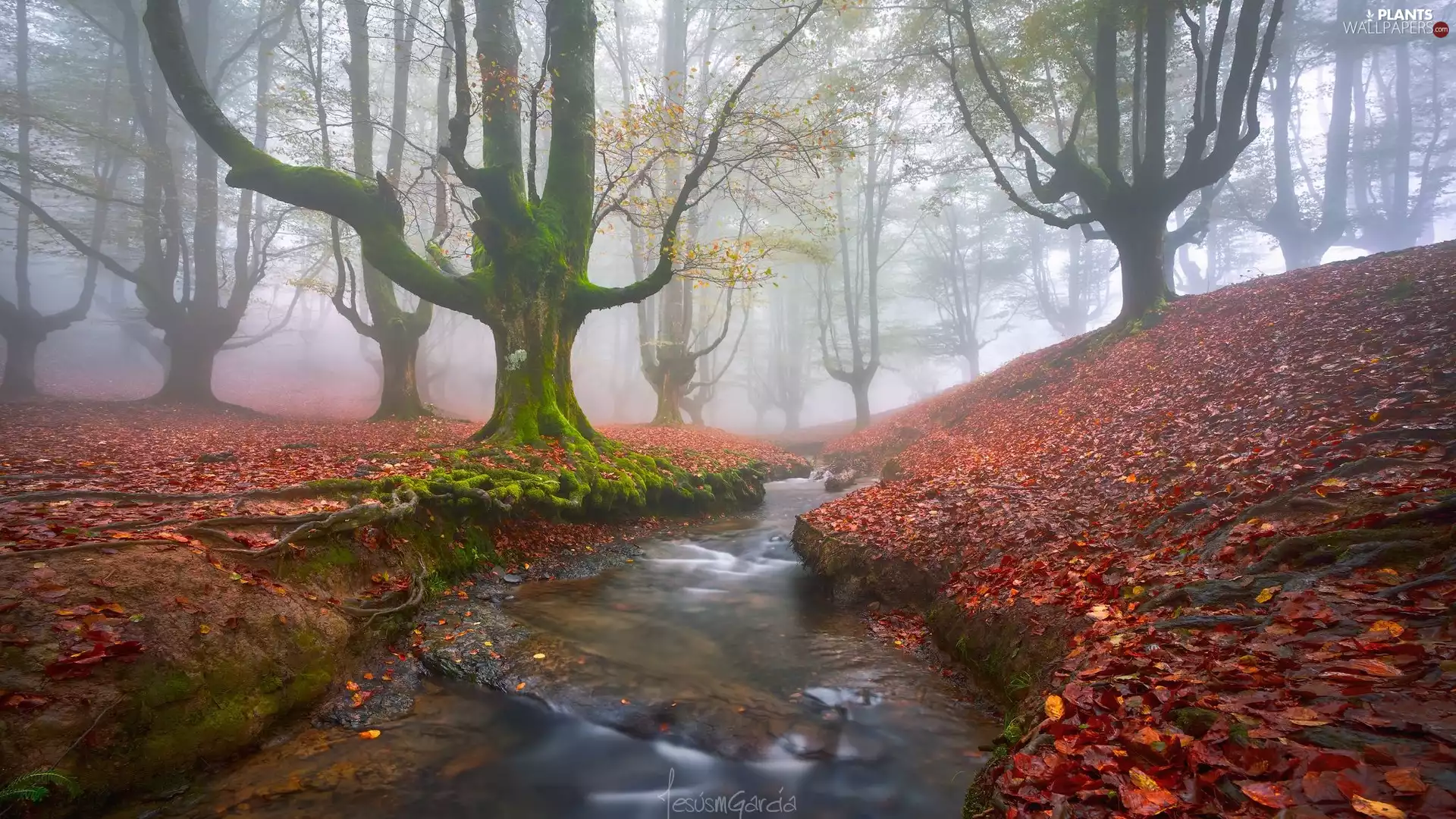 viewes, trees, brook, fallen, Fog, stream, forest, Spain, autumn, Leaf, Gorbea National Park, Basque Country