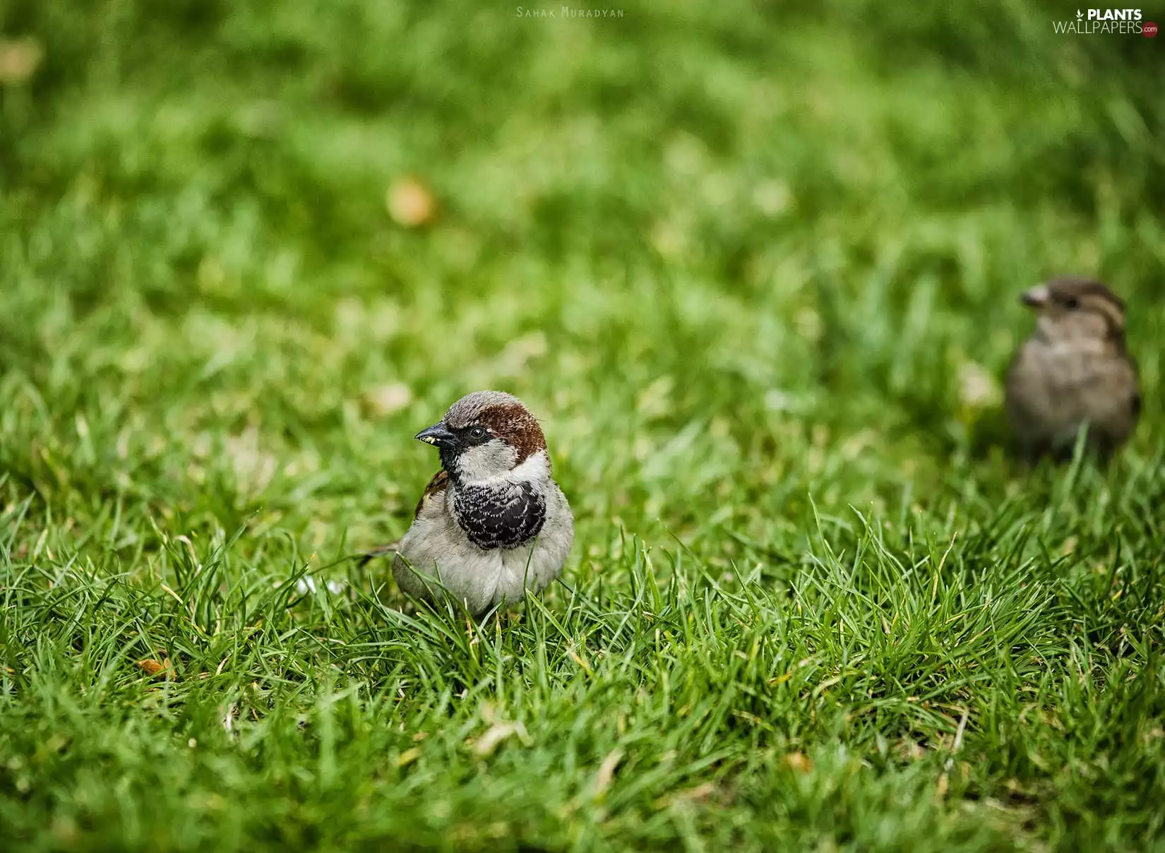 sparrows, grass
