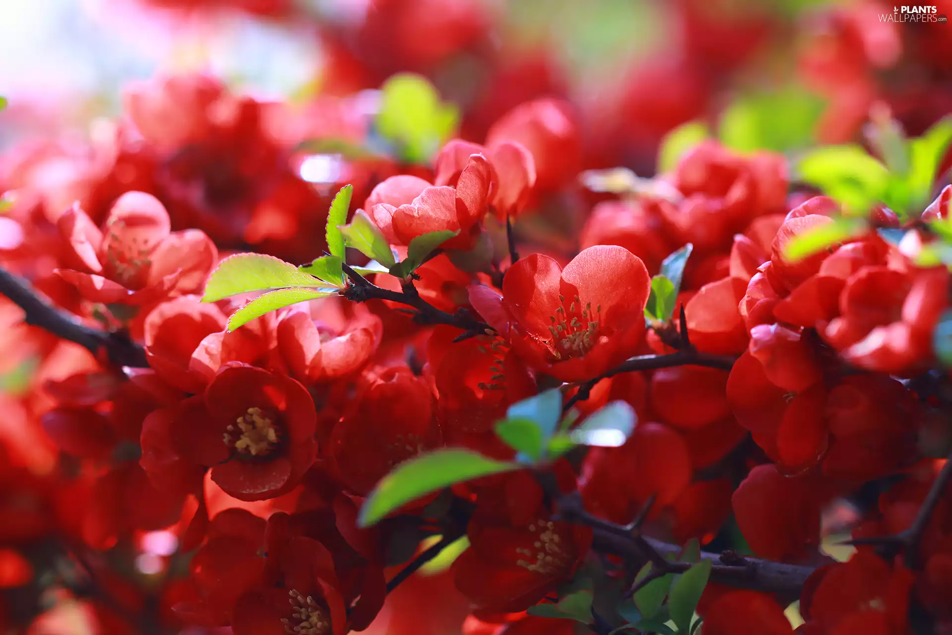 Chaenomeles Speciosa, Red, Flowers, Bush