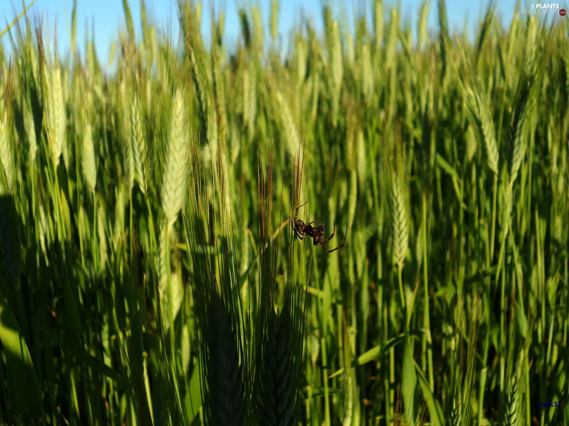 Spider, Ears, cereals