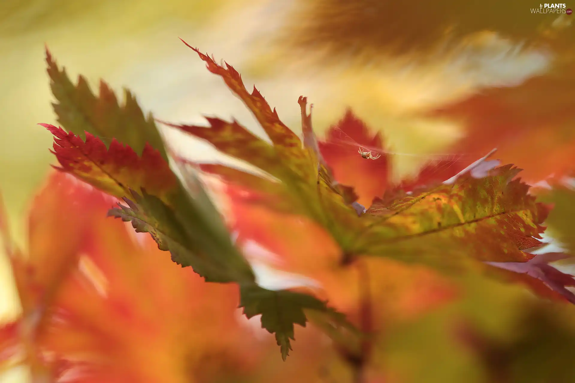 Spider, color, Leaf