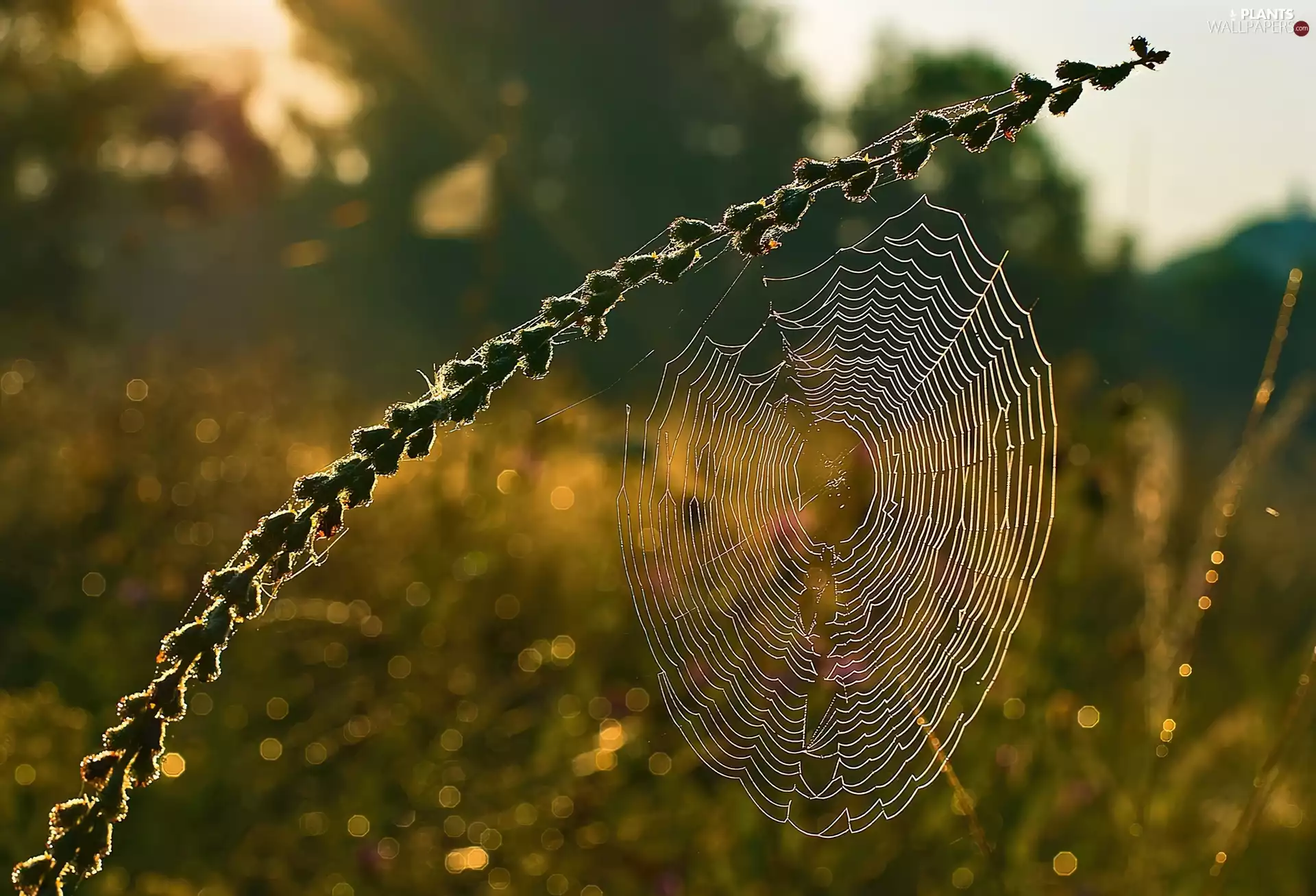 spider, grass, Web