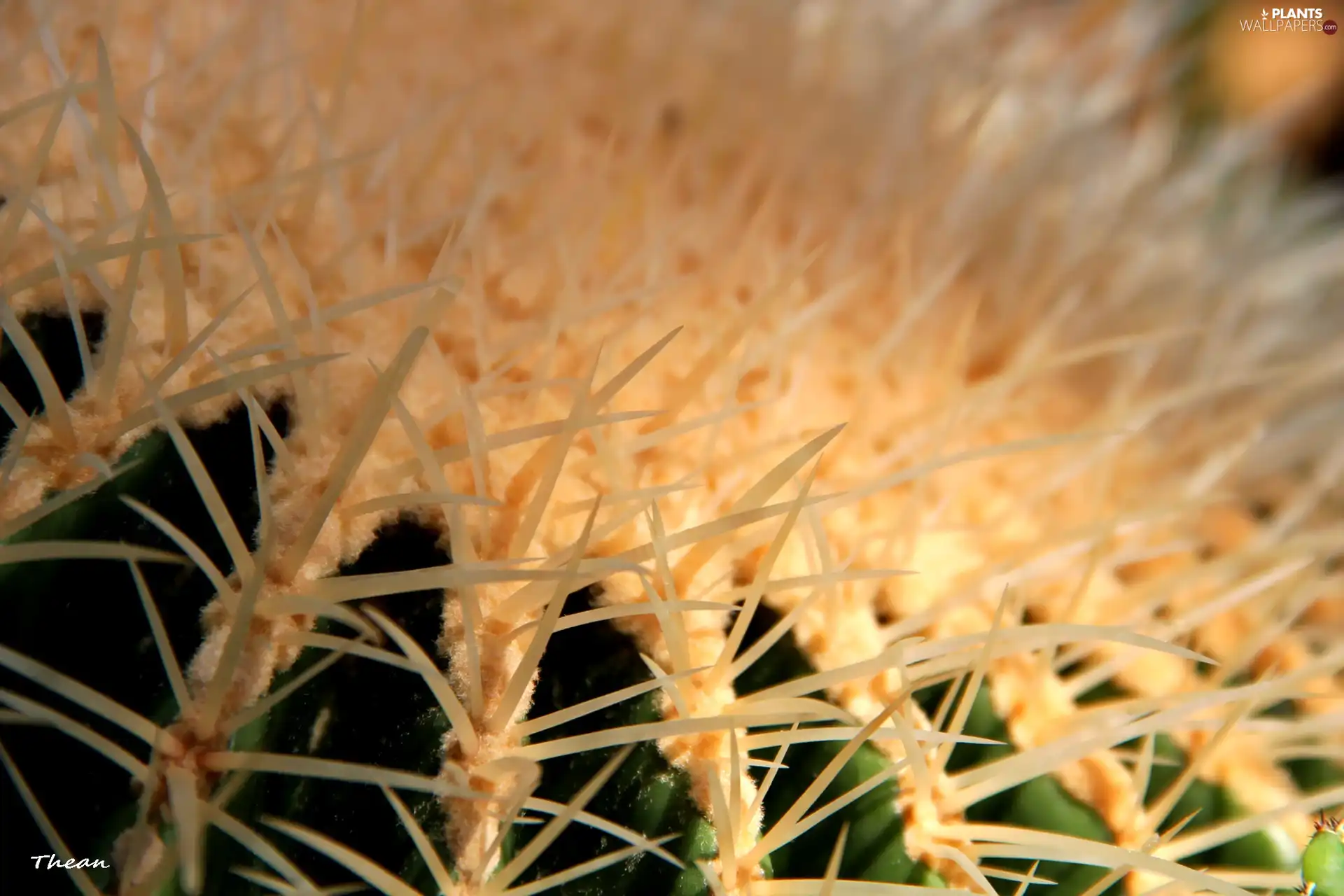 Cactus, Spikes