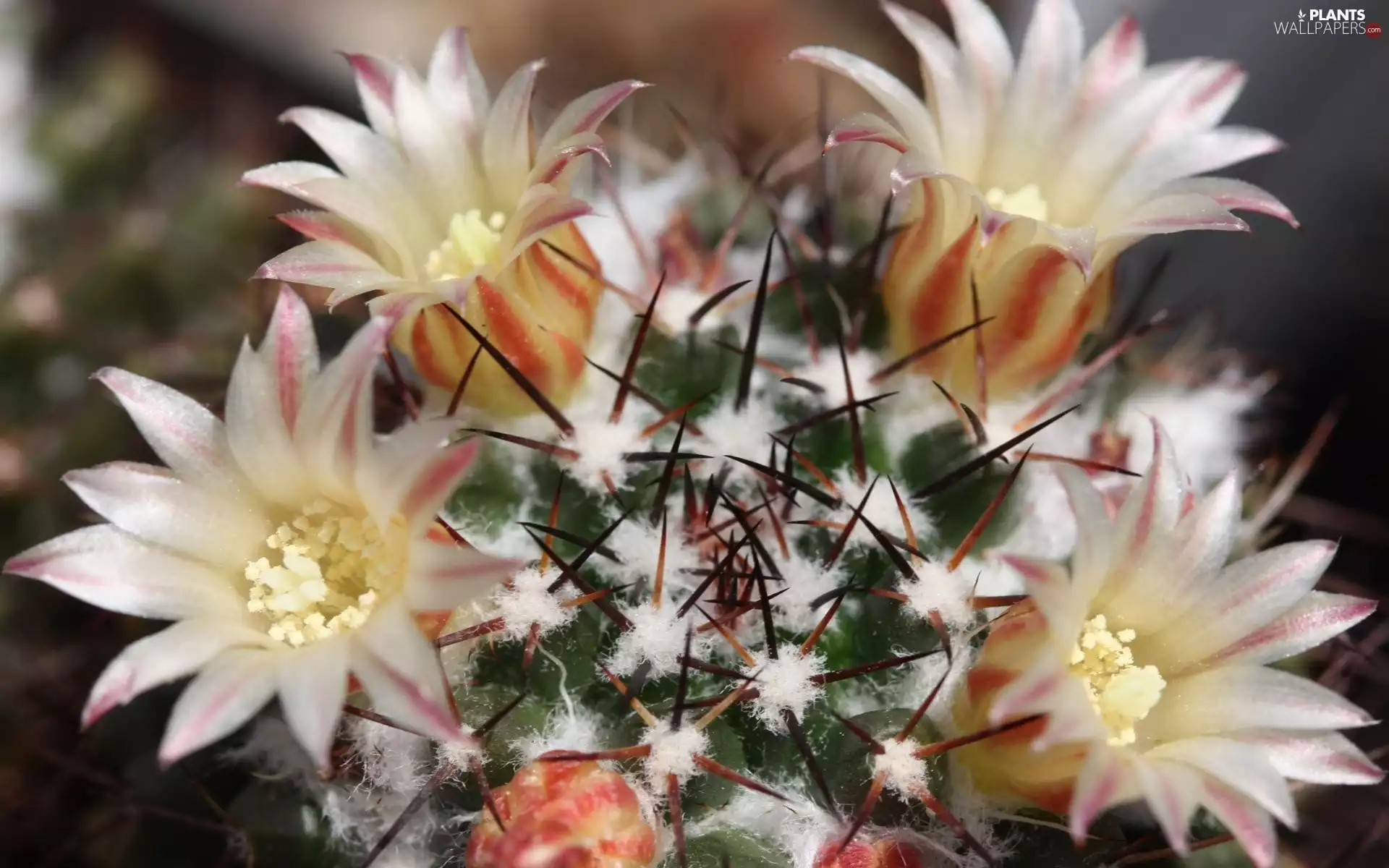 Spikes, flower, Cactus
