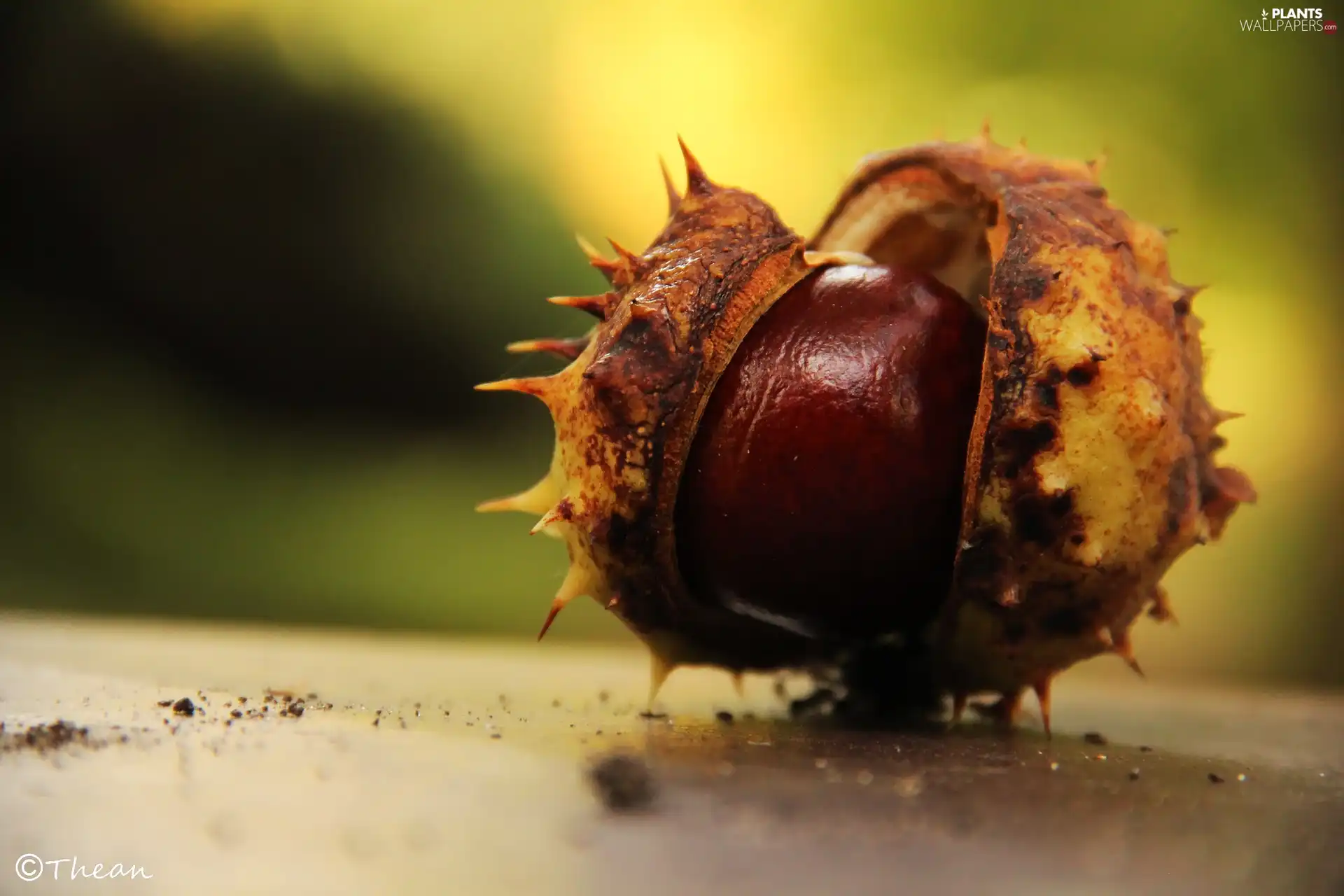 Spikes, chestnut, fruit