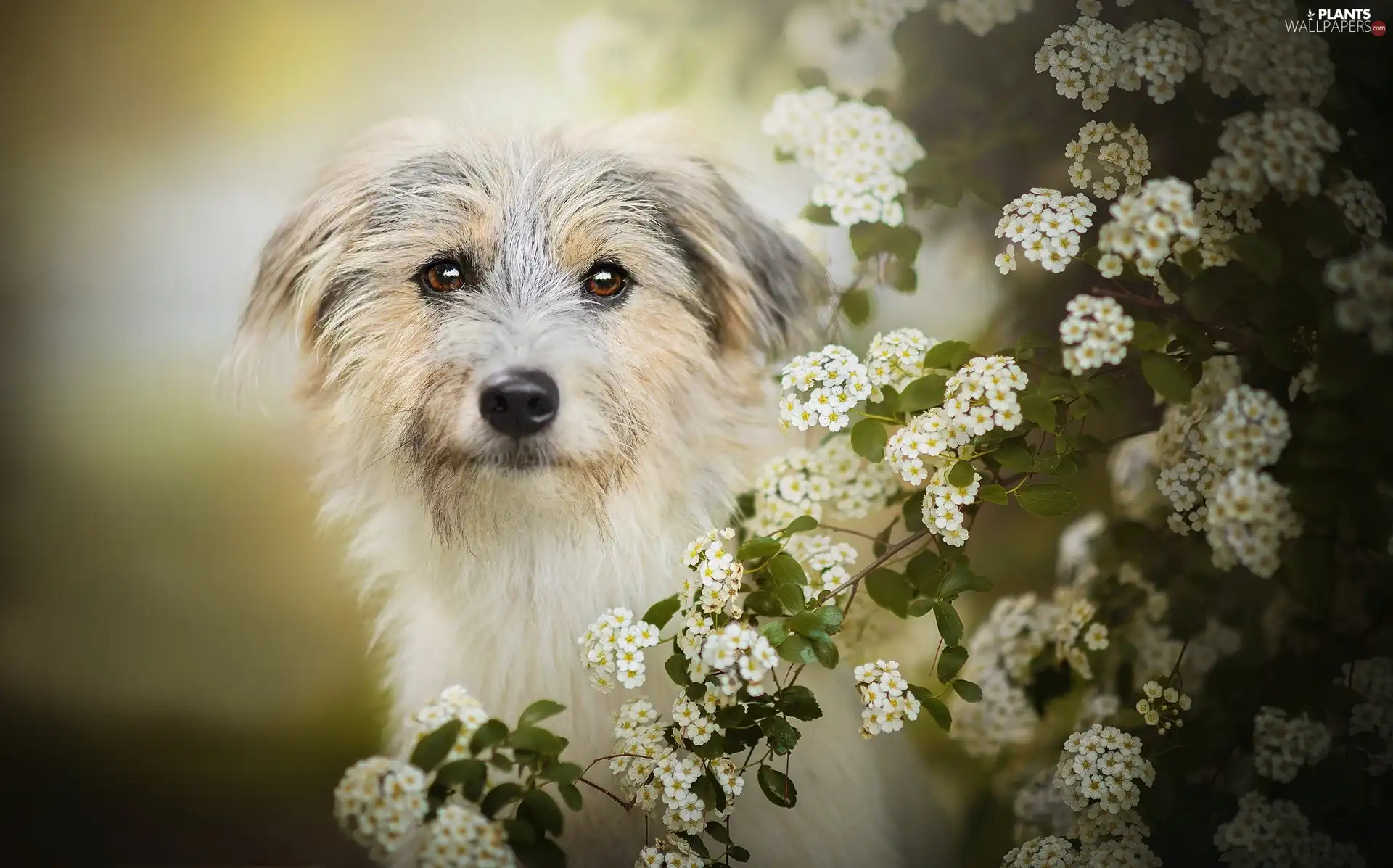 dog, Twigs, Spiraea, Flowers