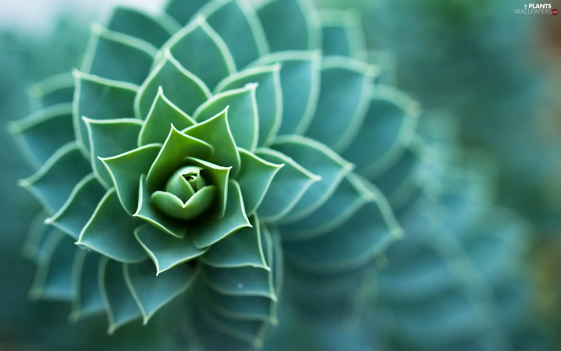 Cactus, spiral