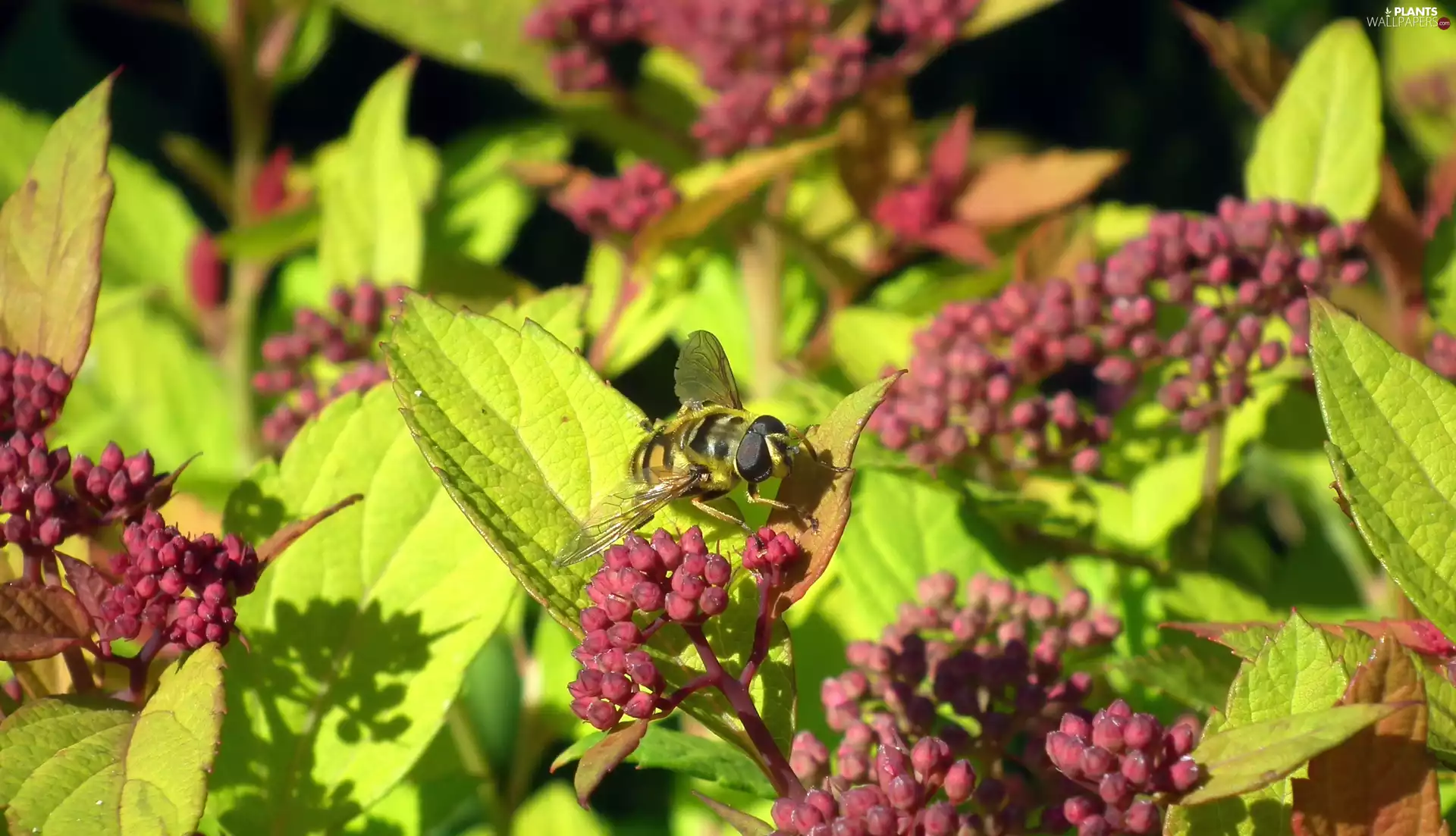 Japanese Spirea, Insect, Marmalade Hoverfly