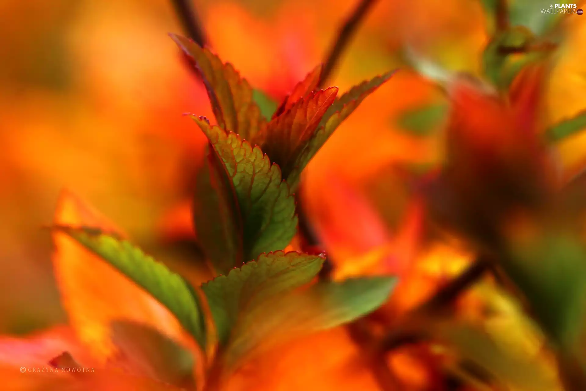 Japanese Spirea, Red, Leaf, Bush