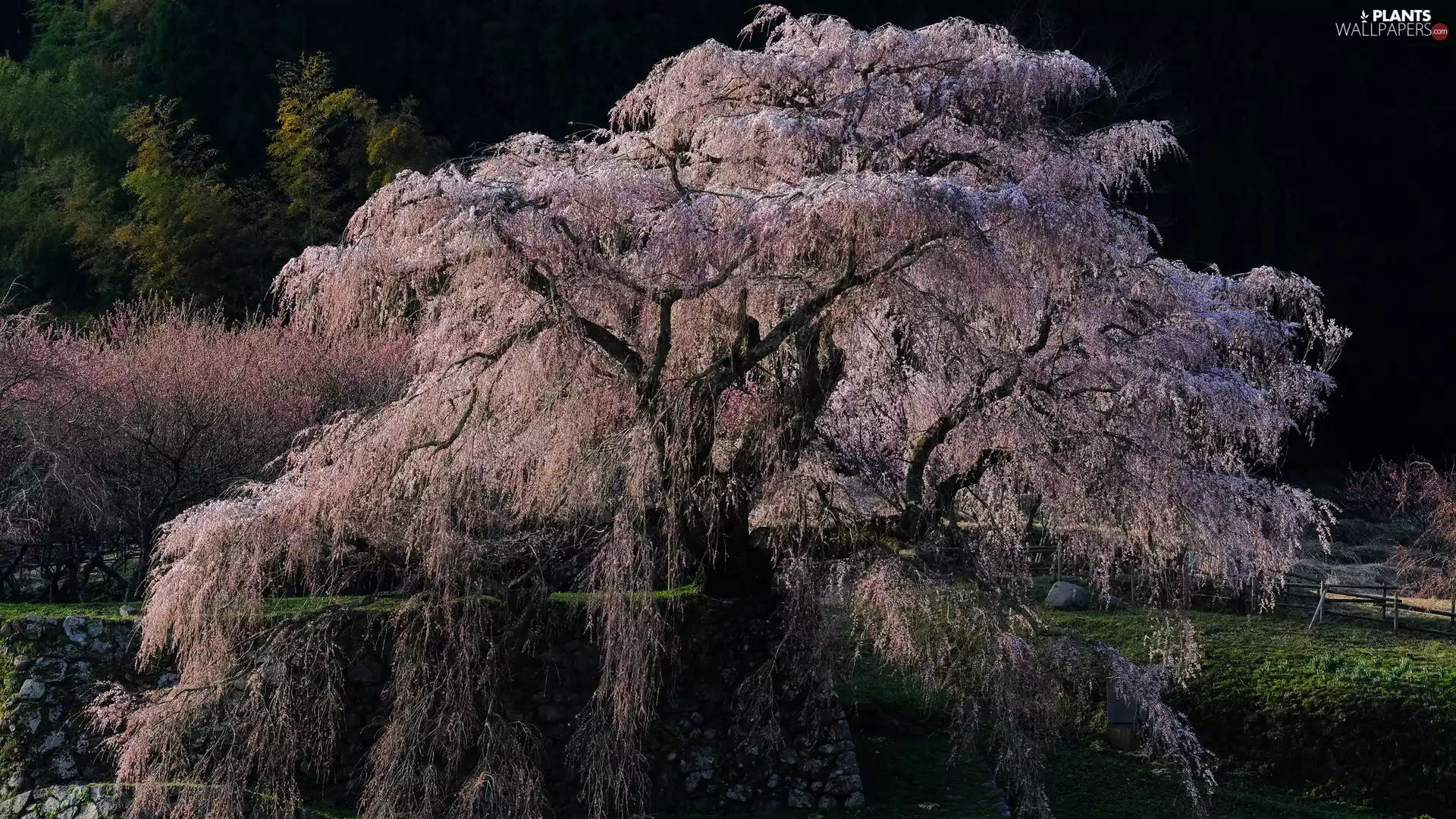 Flourished, trees, Spring, spreading