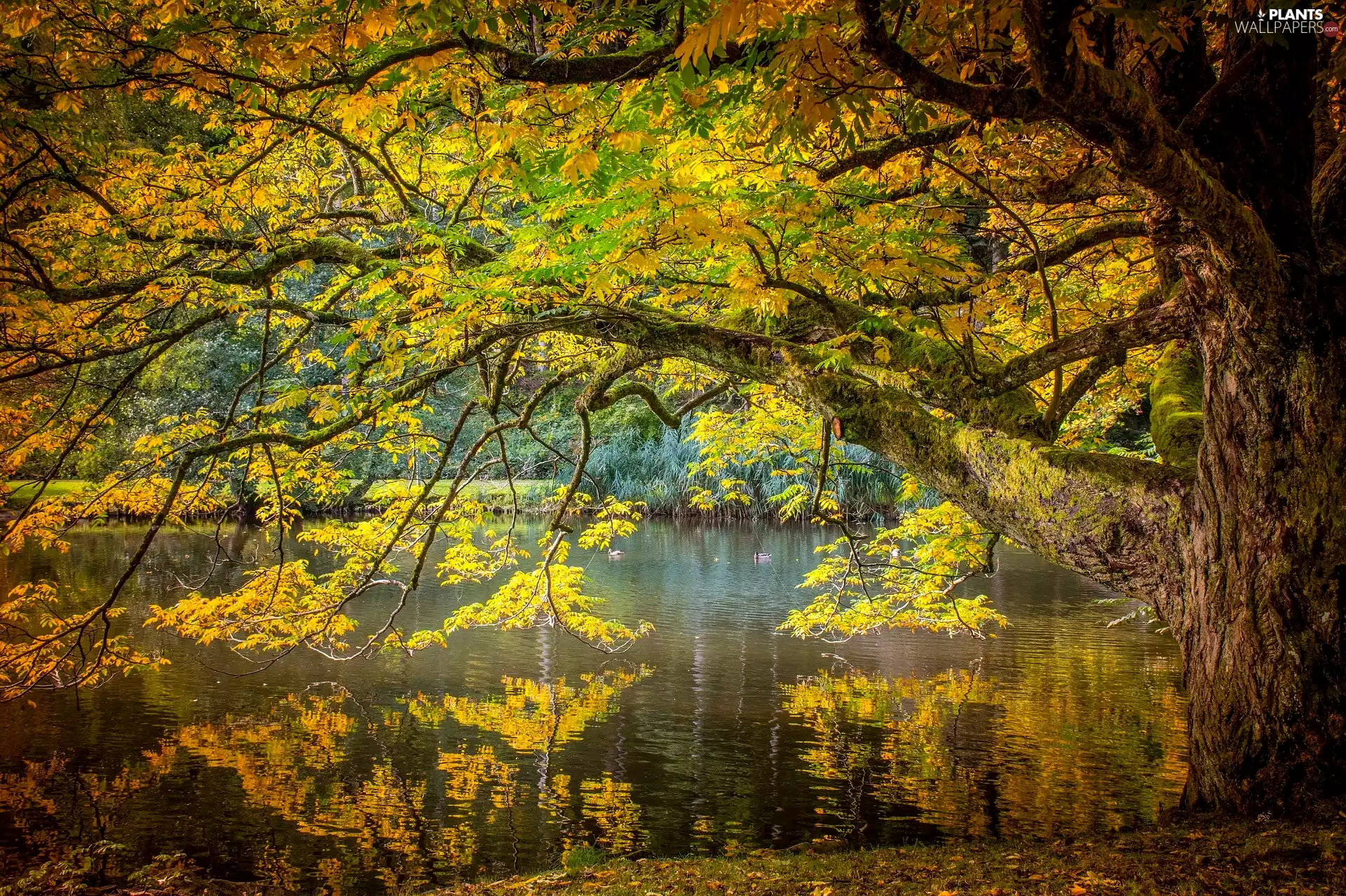 autumn, spreading, trees, Pond - car
