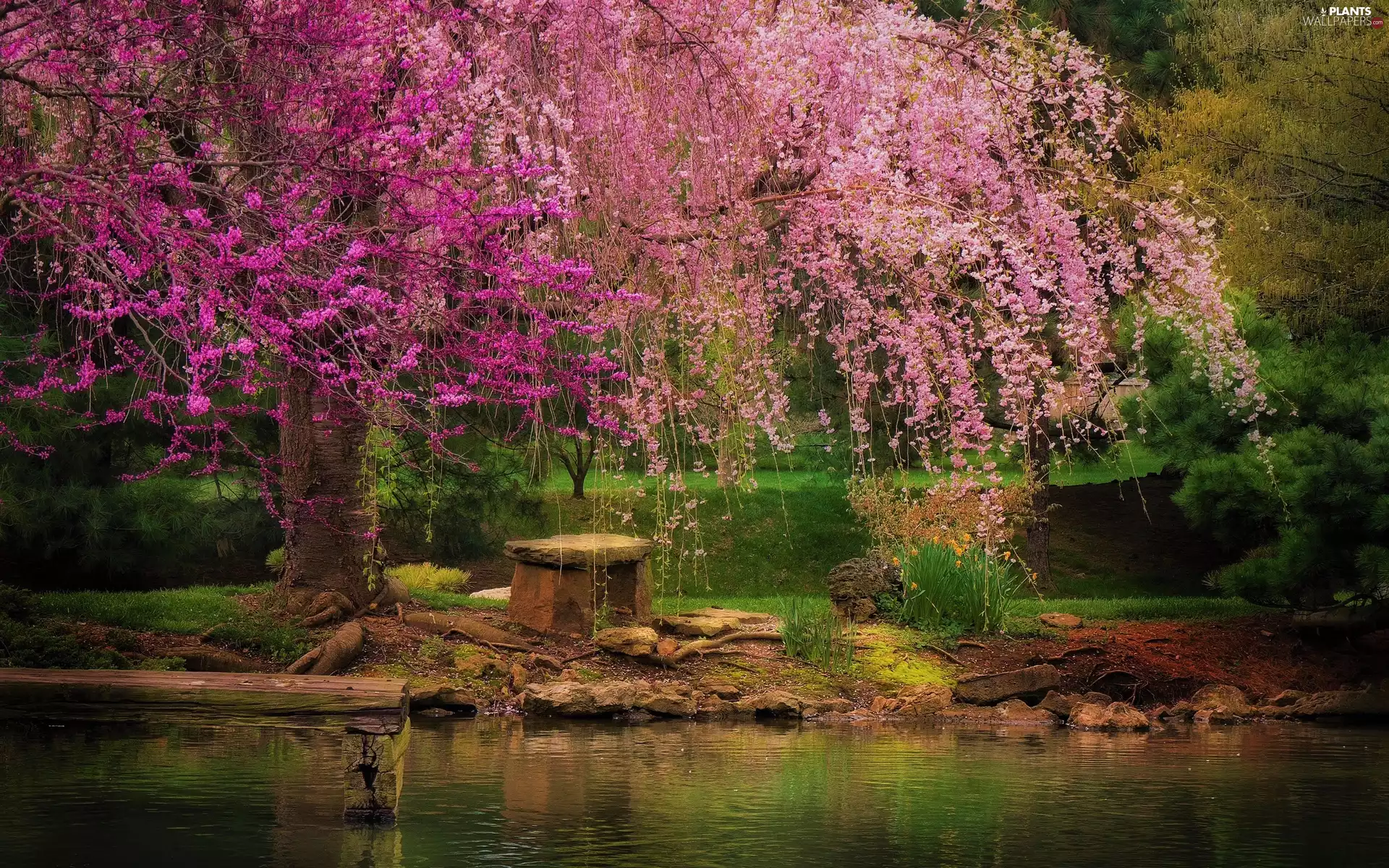 lake, Park, Bench, Spring, trees, Stones, VEGETATION