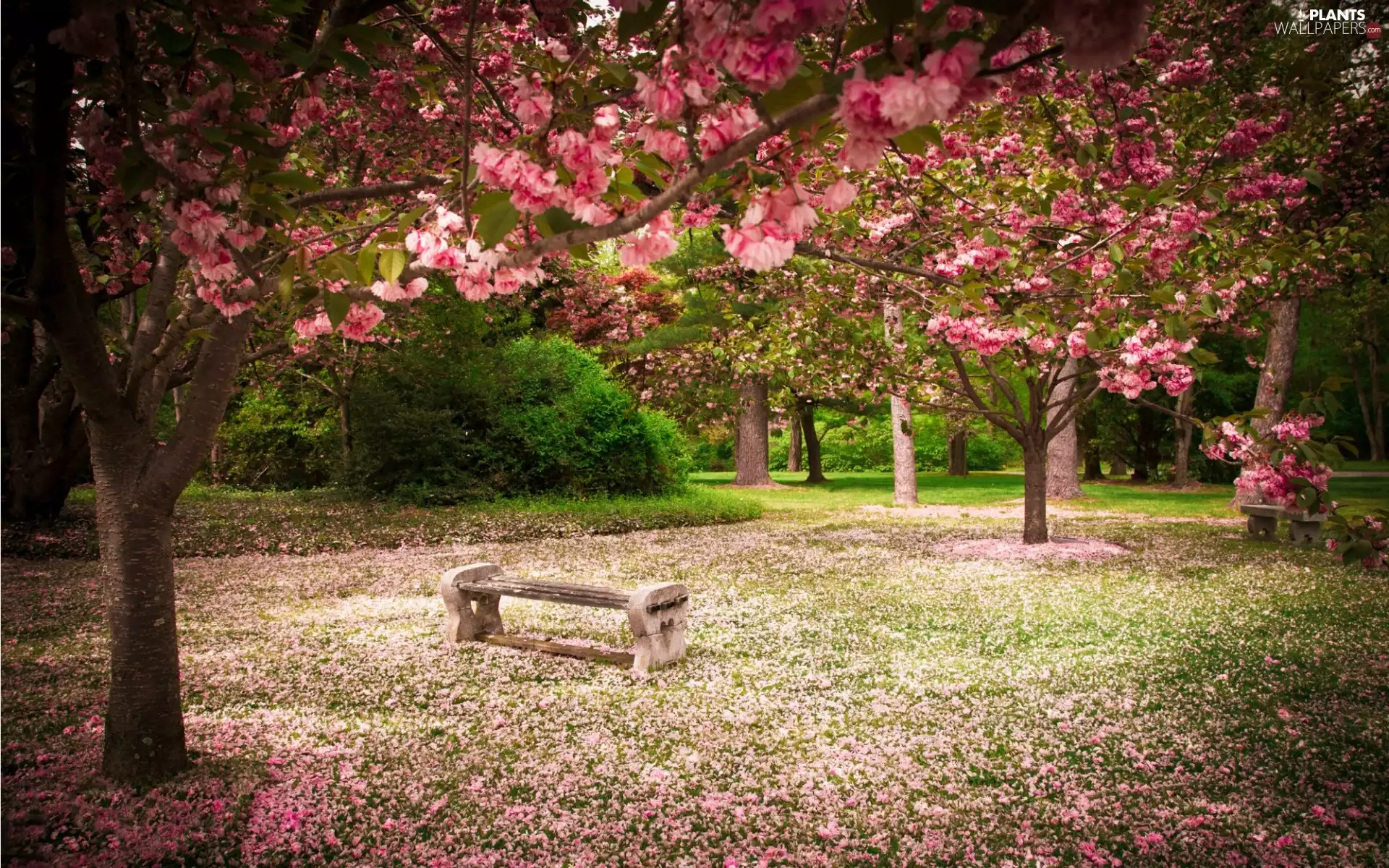 flourishing, Park, viewes, Spring, trees, bench