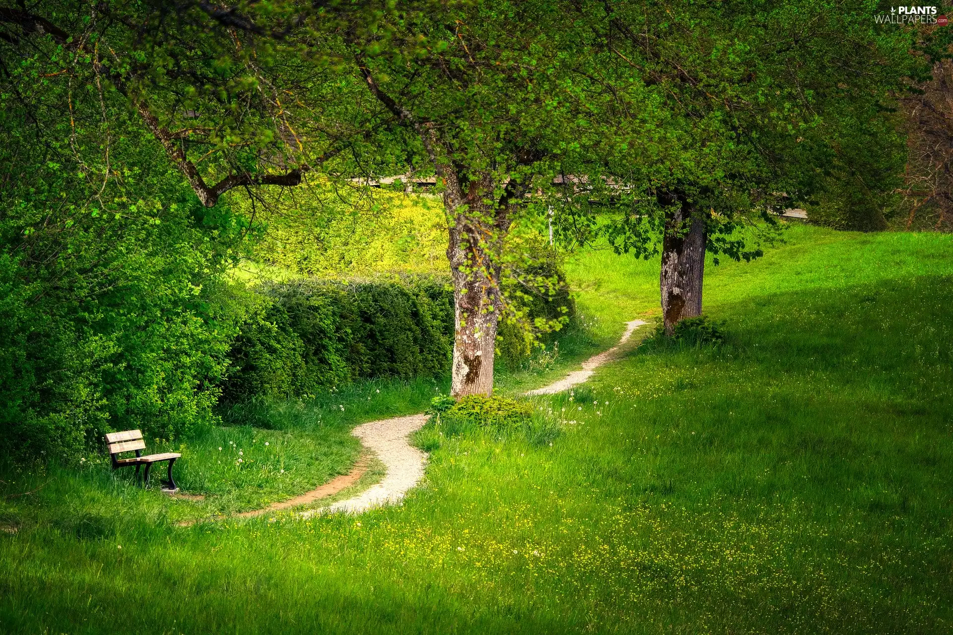 Path, Park, viewes, Spring, trees, Bench