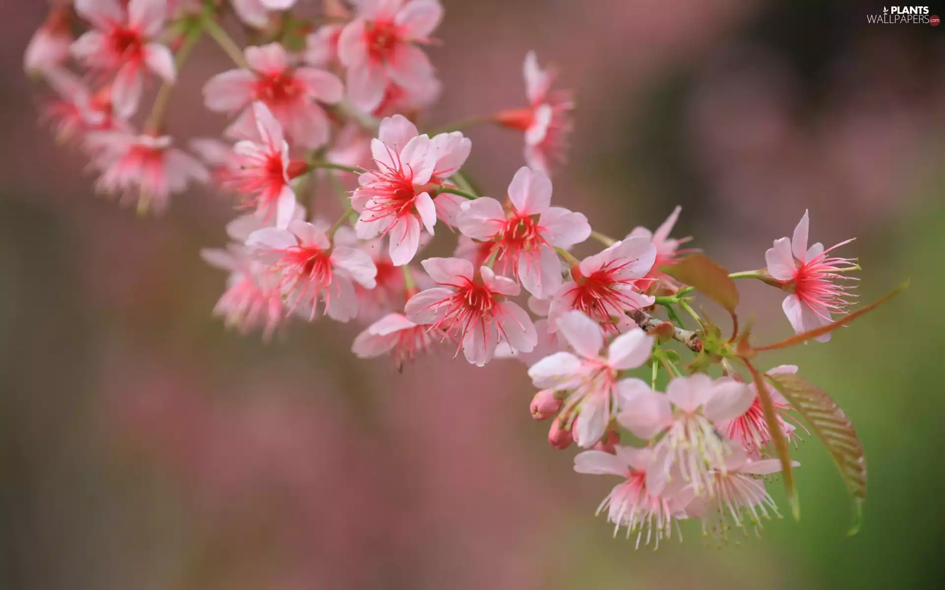 Spring, Blossoming, branch